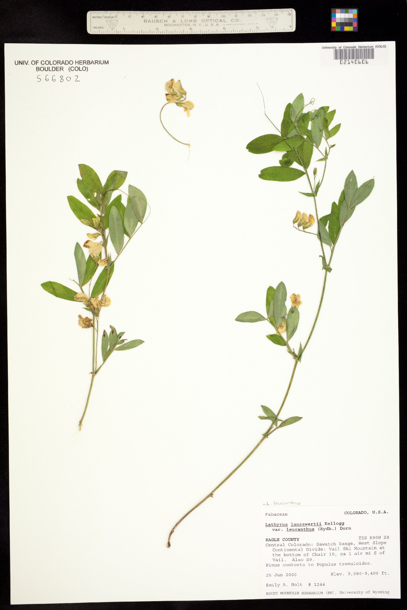Lathyrus lanszwertii var. leucanthus image