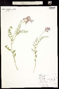 Hedysarum boreale ssp. boreale image