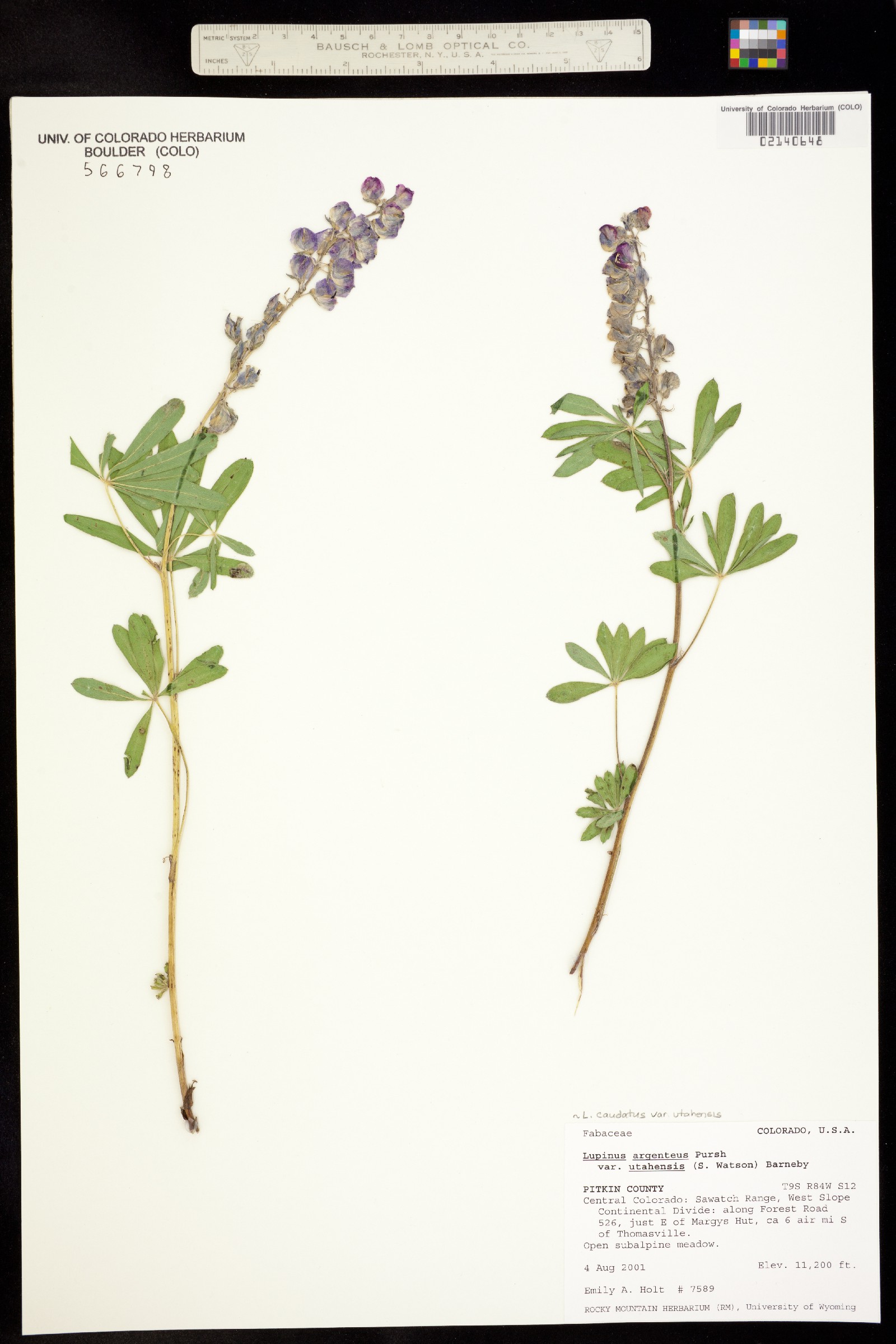 Lupinus caudatus ssp. caudatus image
