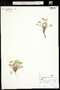 Lupinus lepidus image