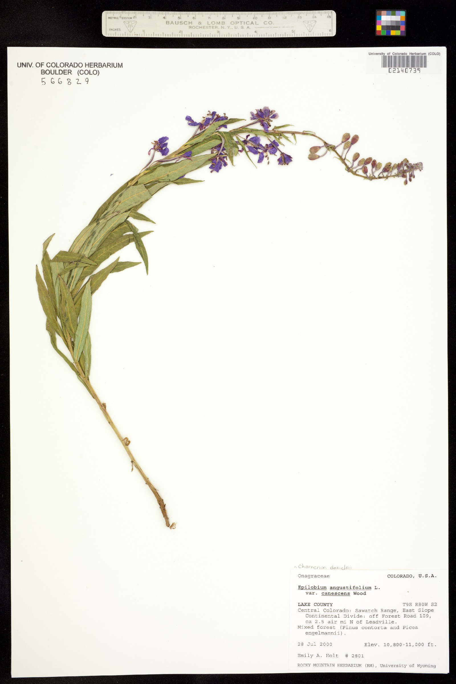 Chamerion angustifolium ssp. circumvagum image