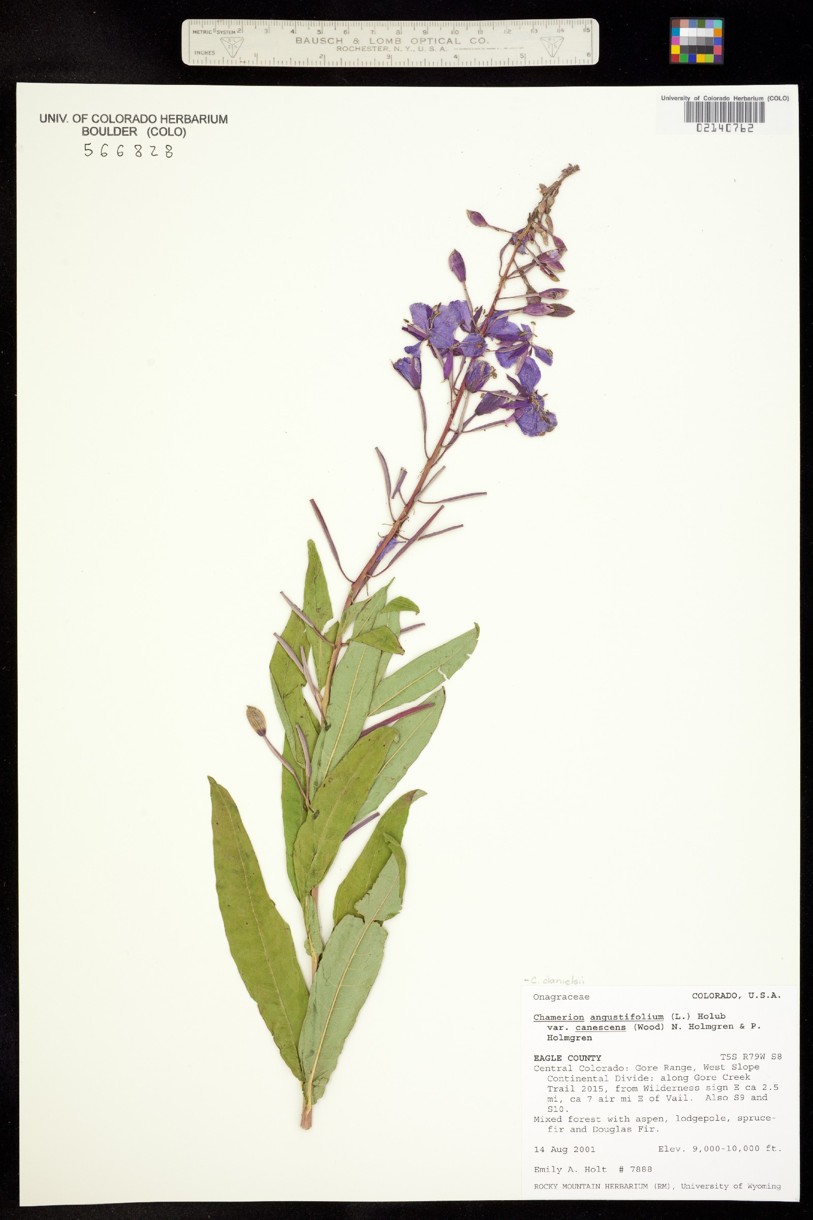 Chamerion angustifolium ssp. circumvagum image