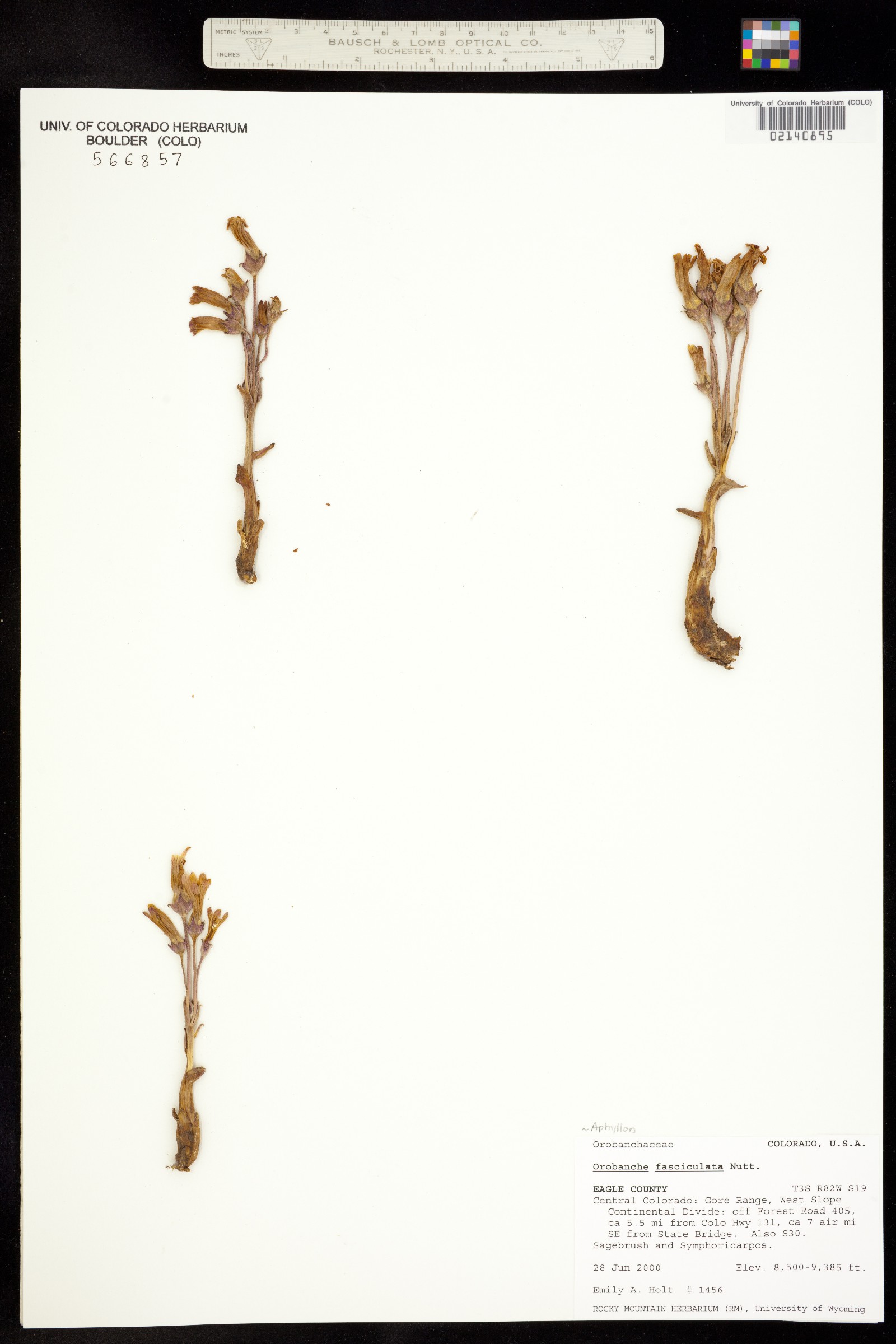 Orobanche fasciculata image