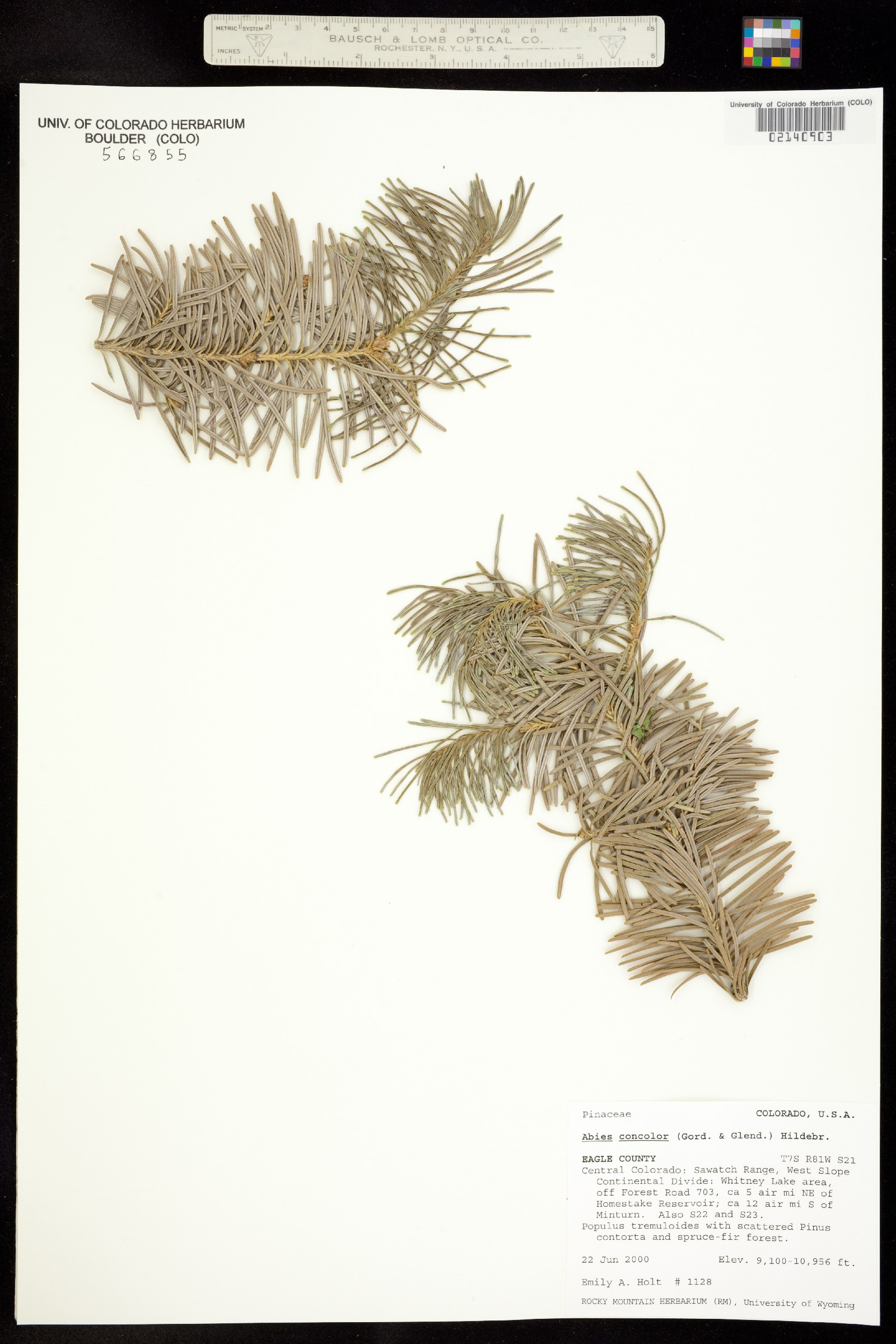 Abies concolor image