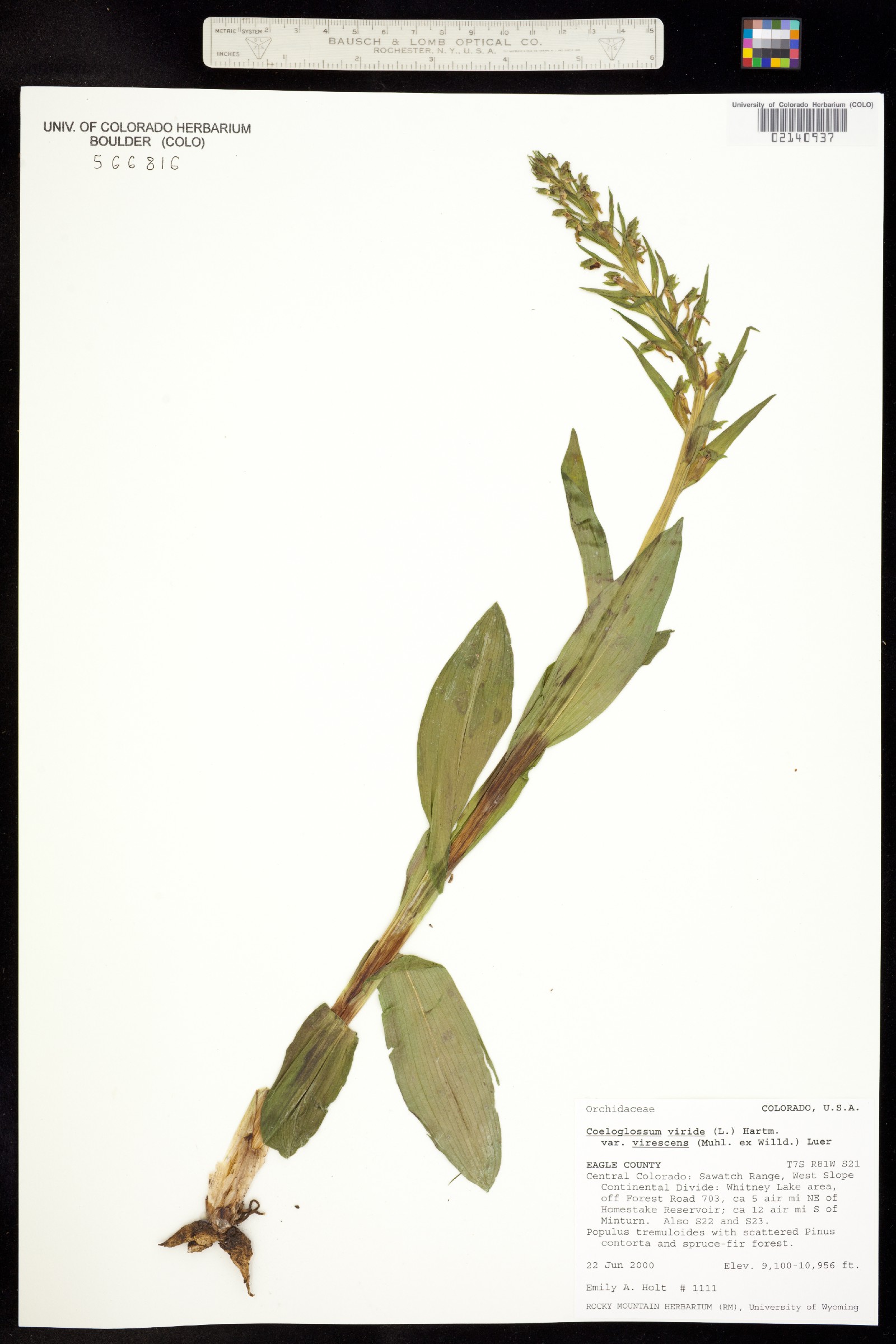 Dactylorhiza viridis image