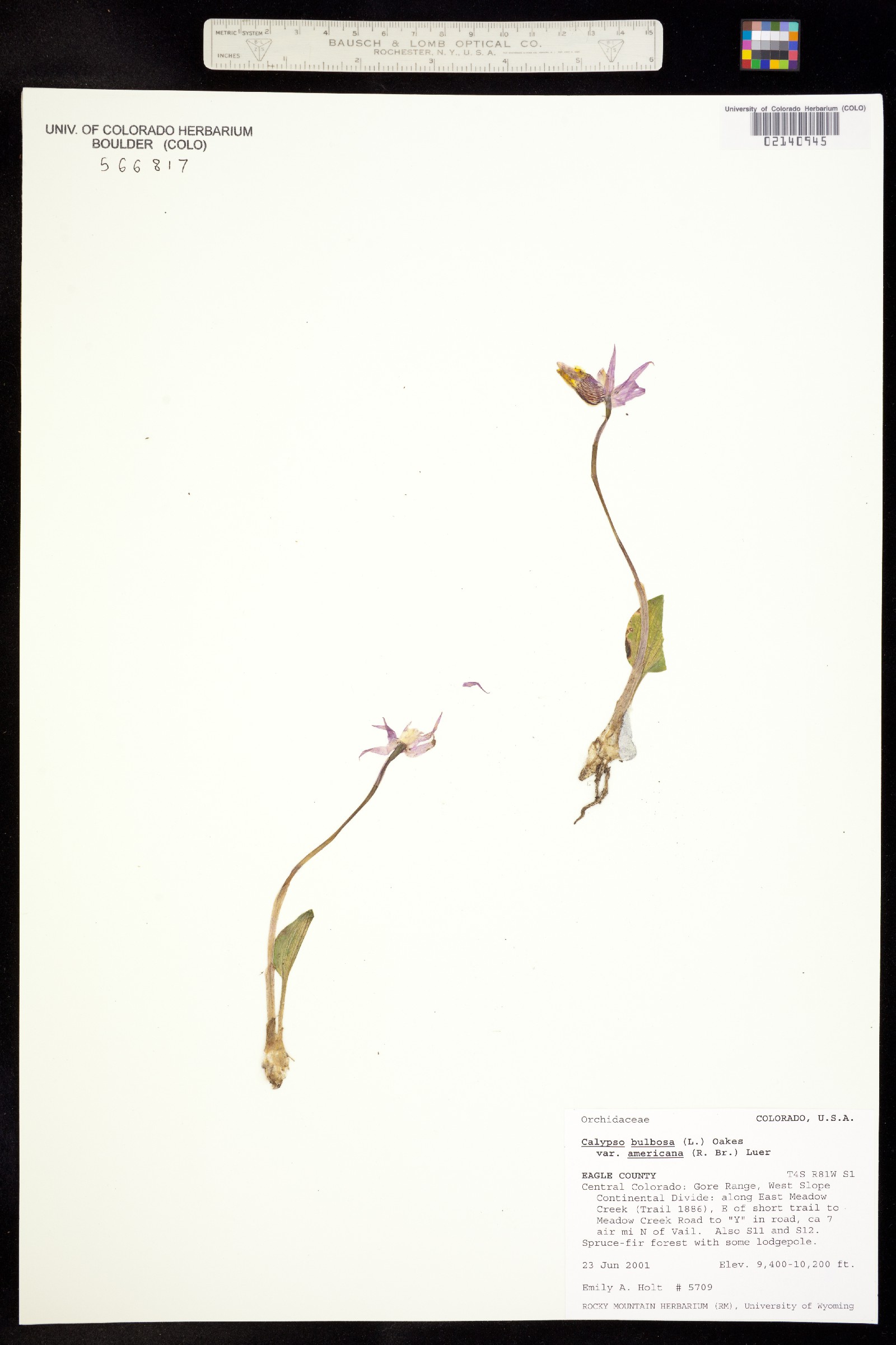 Calypso bulbosa var. americana image