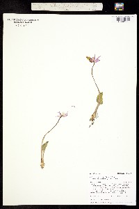 Calypso bulbosa var. americana image