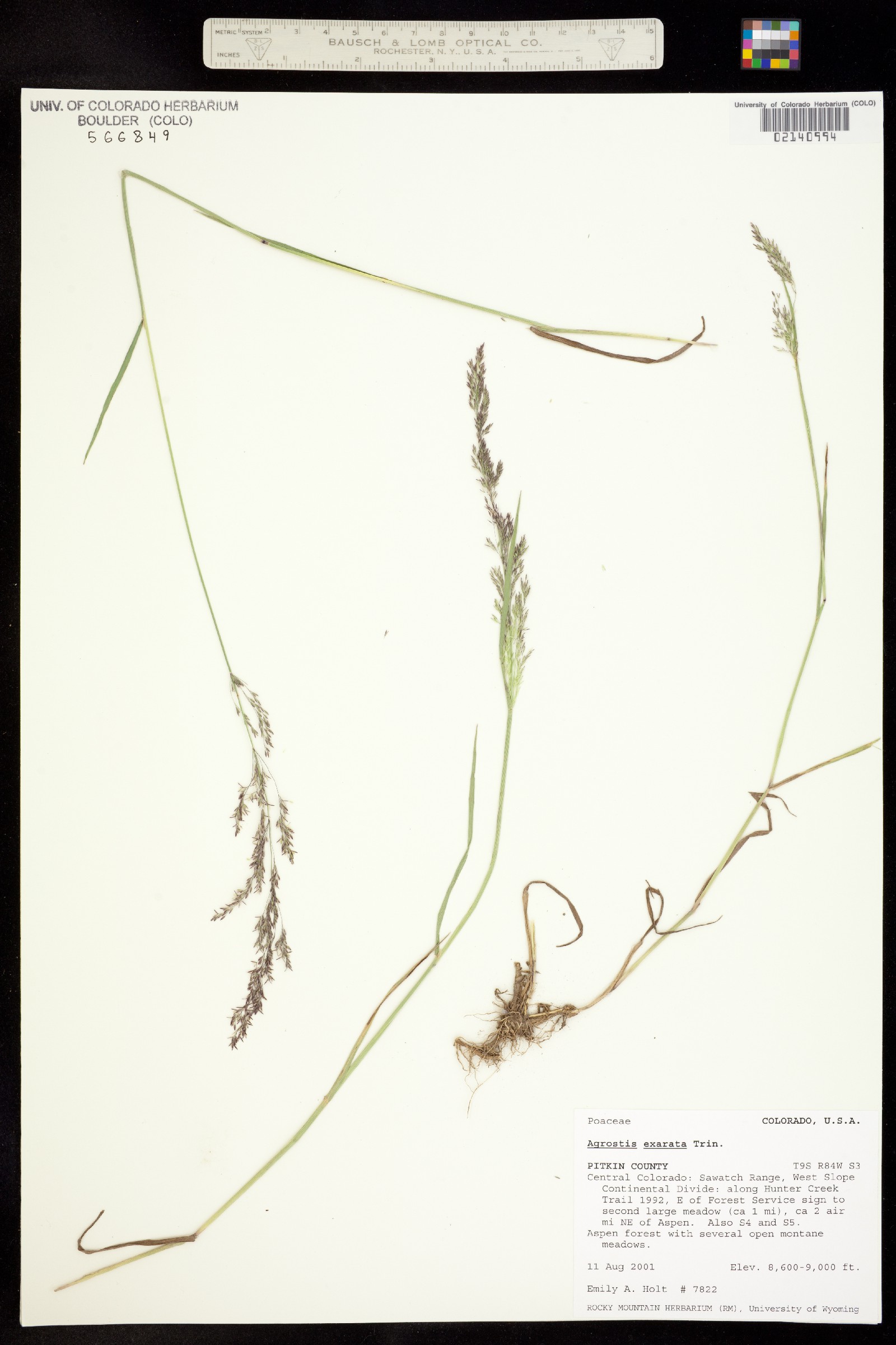 Agrostis exarata image