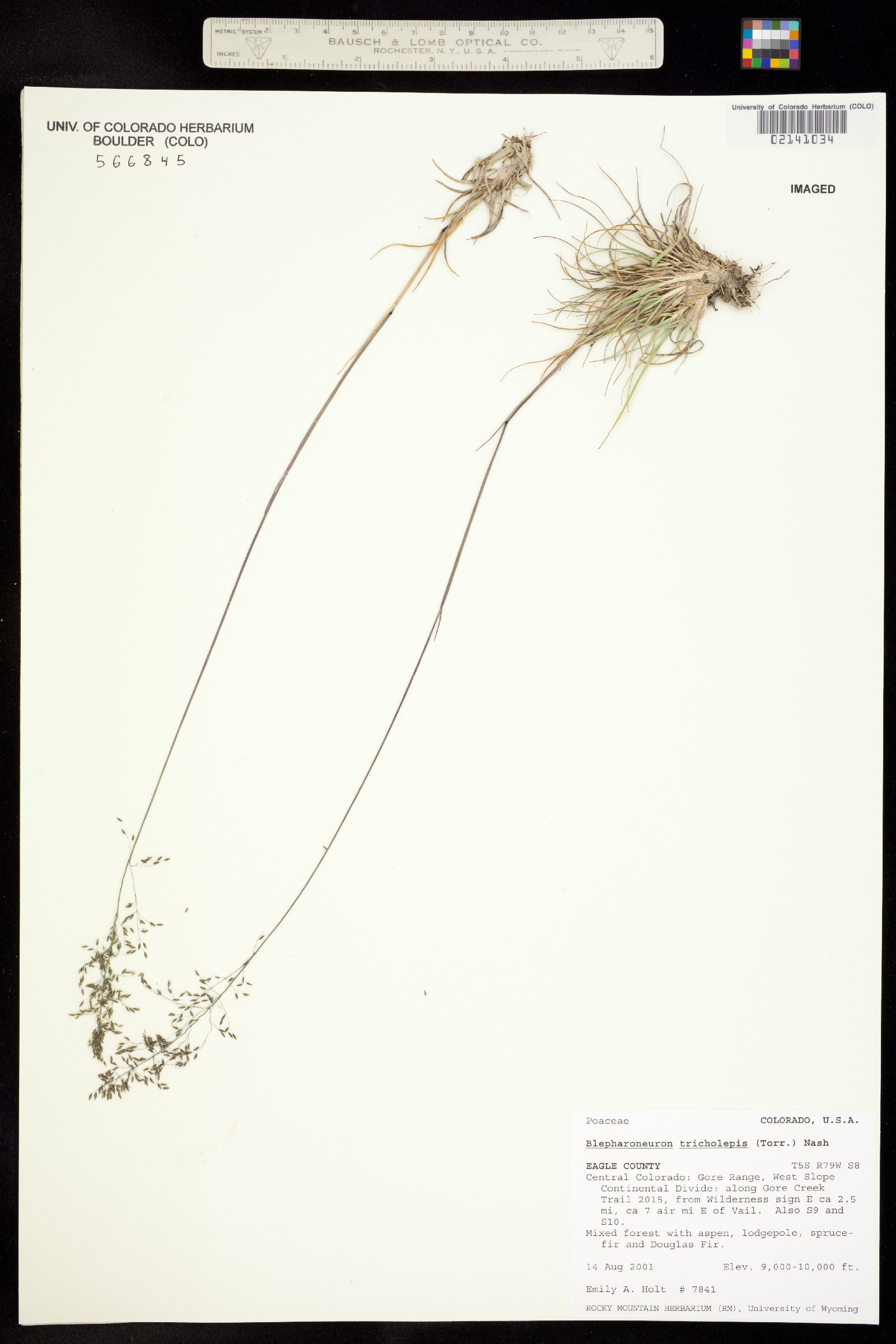 Muhlenbergia tricholepis image