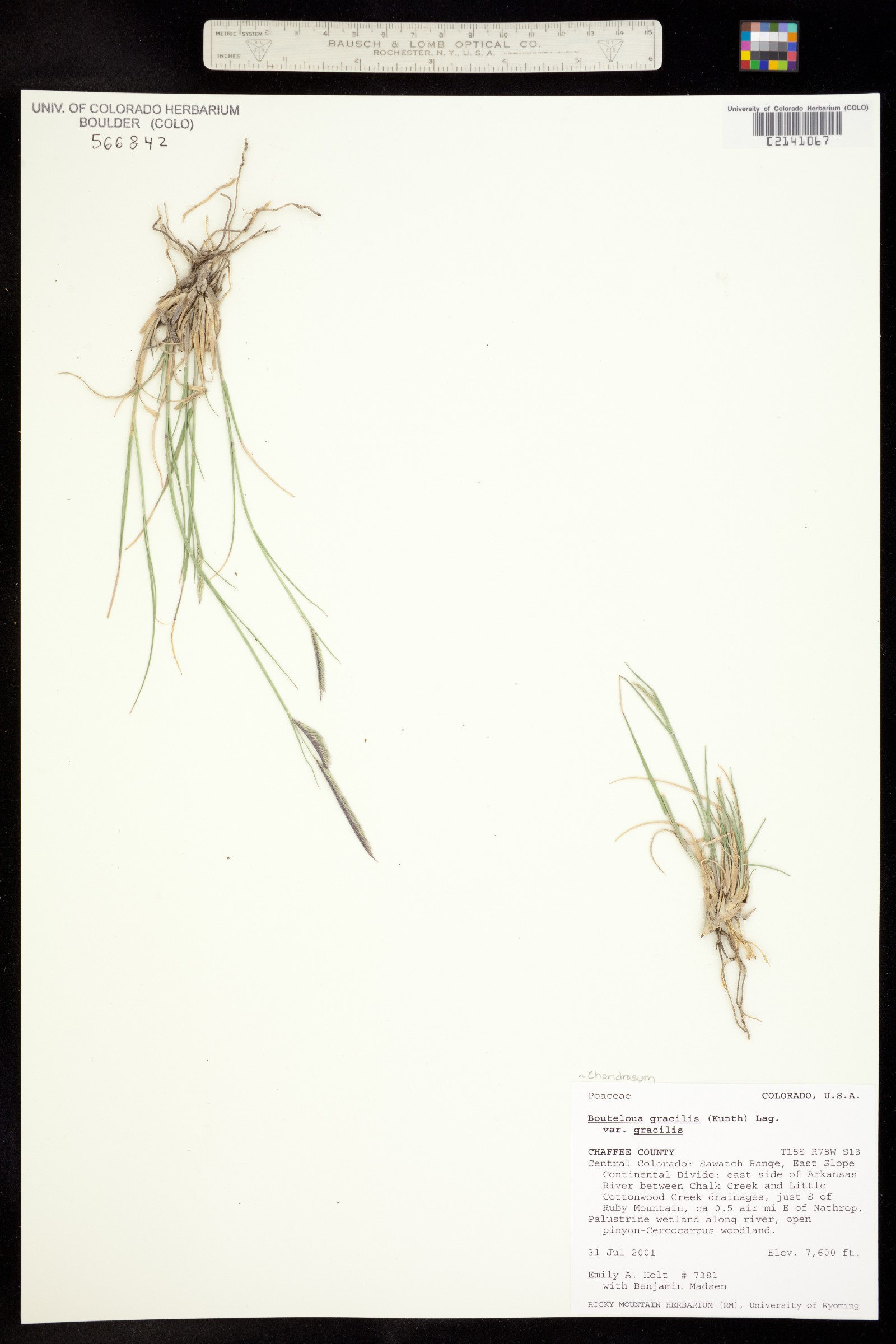 Bouteloua gracilis image