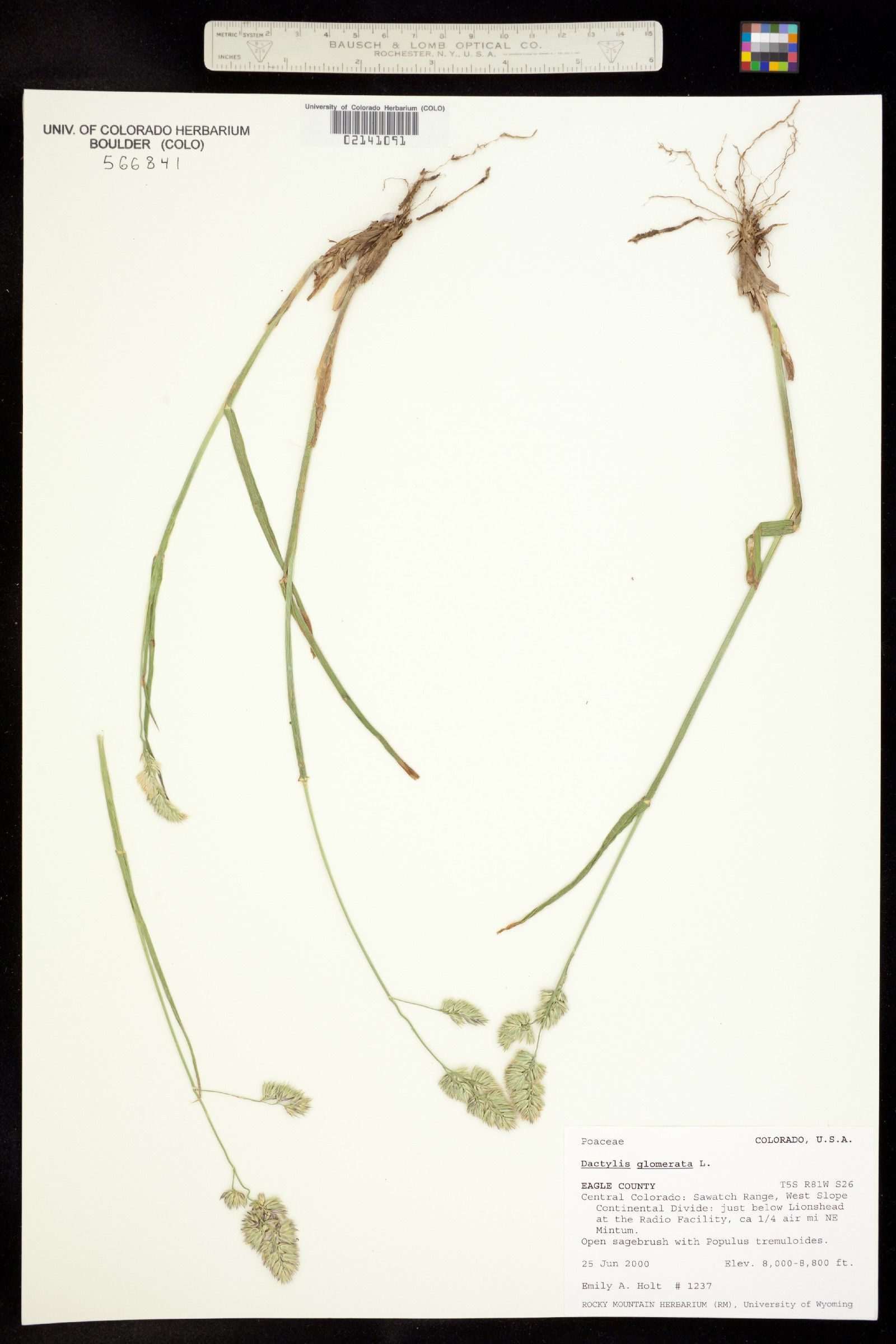 Dactylis glomerata image