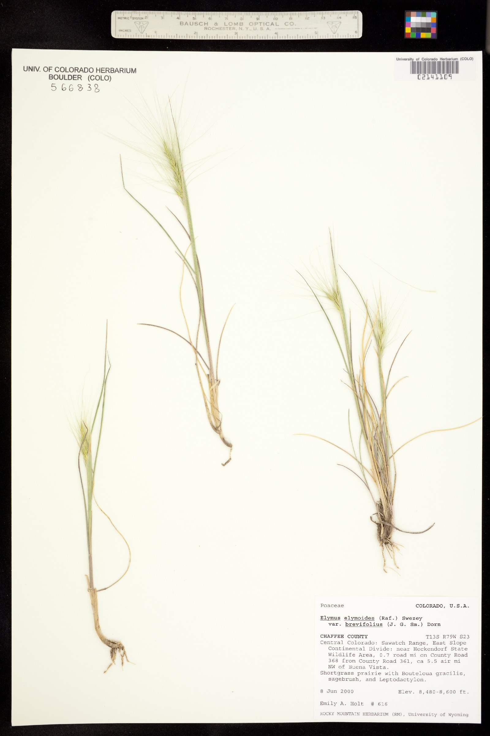 Elymus elymoides ssp. brevifolius image