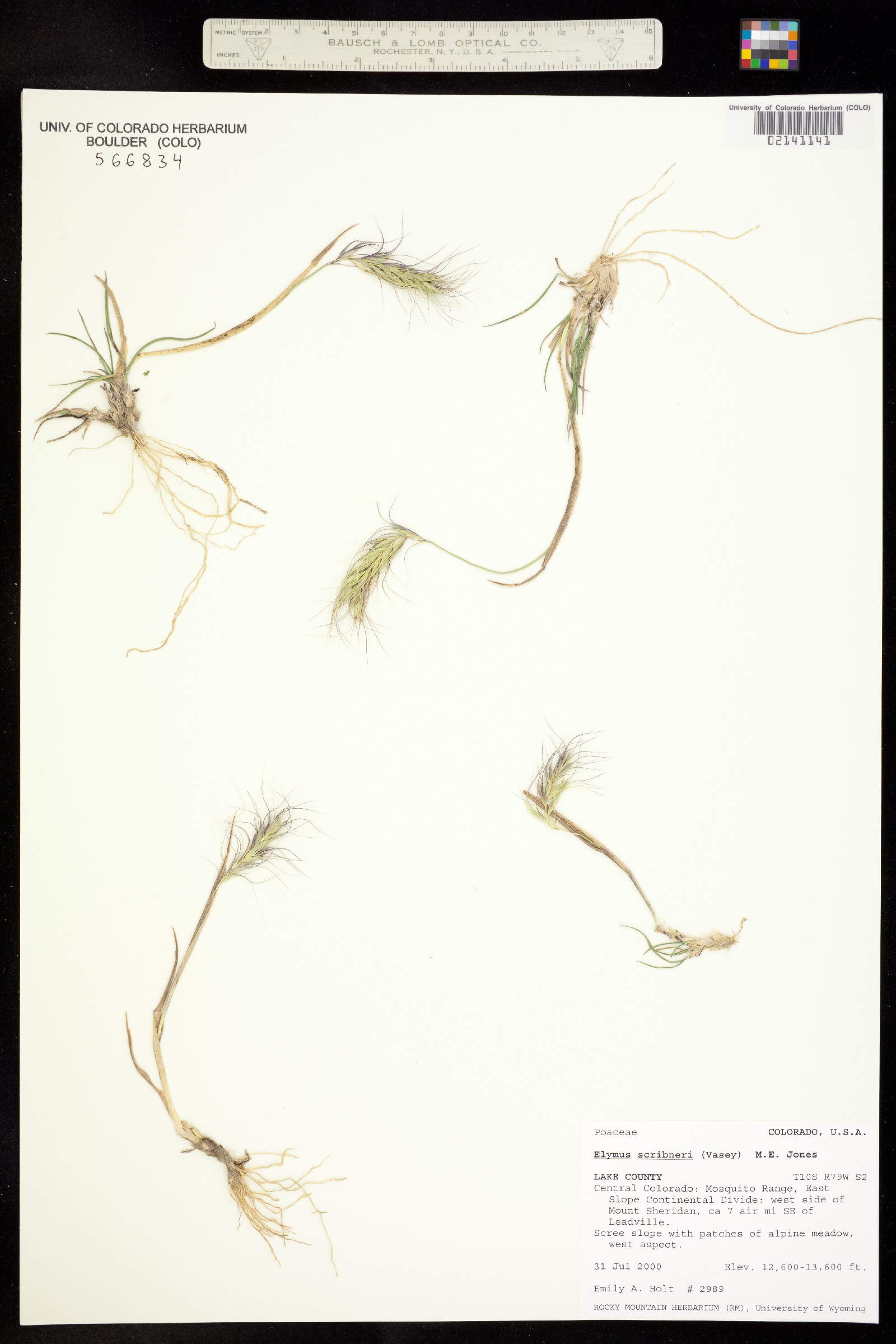 Elymus scribneri image