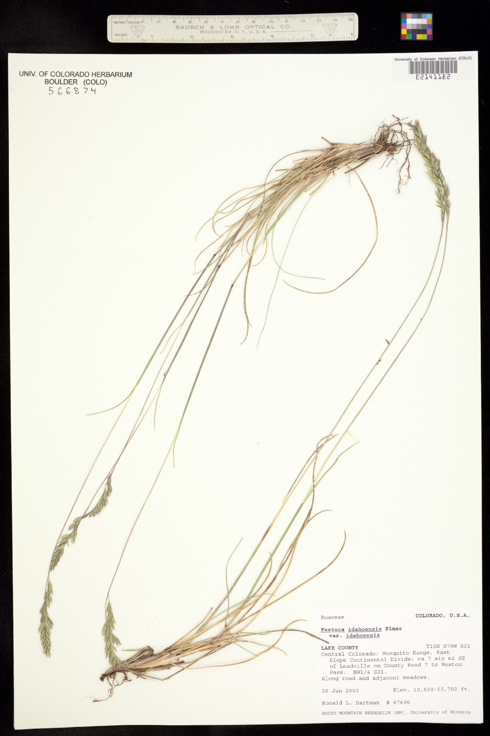 Festuca idahoensis image