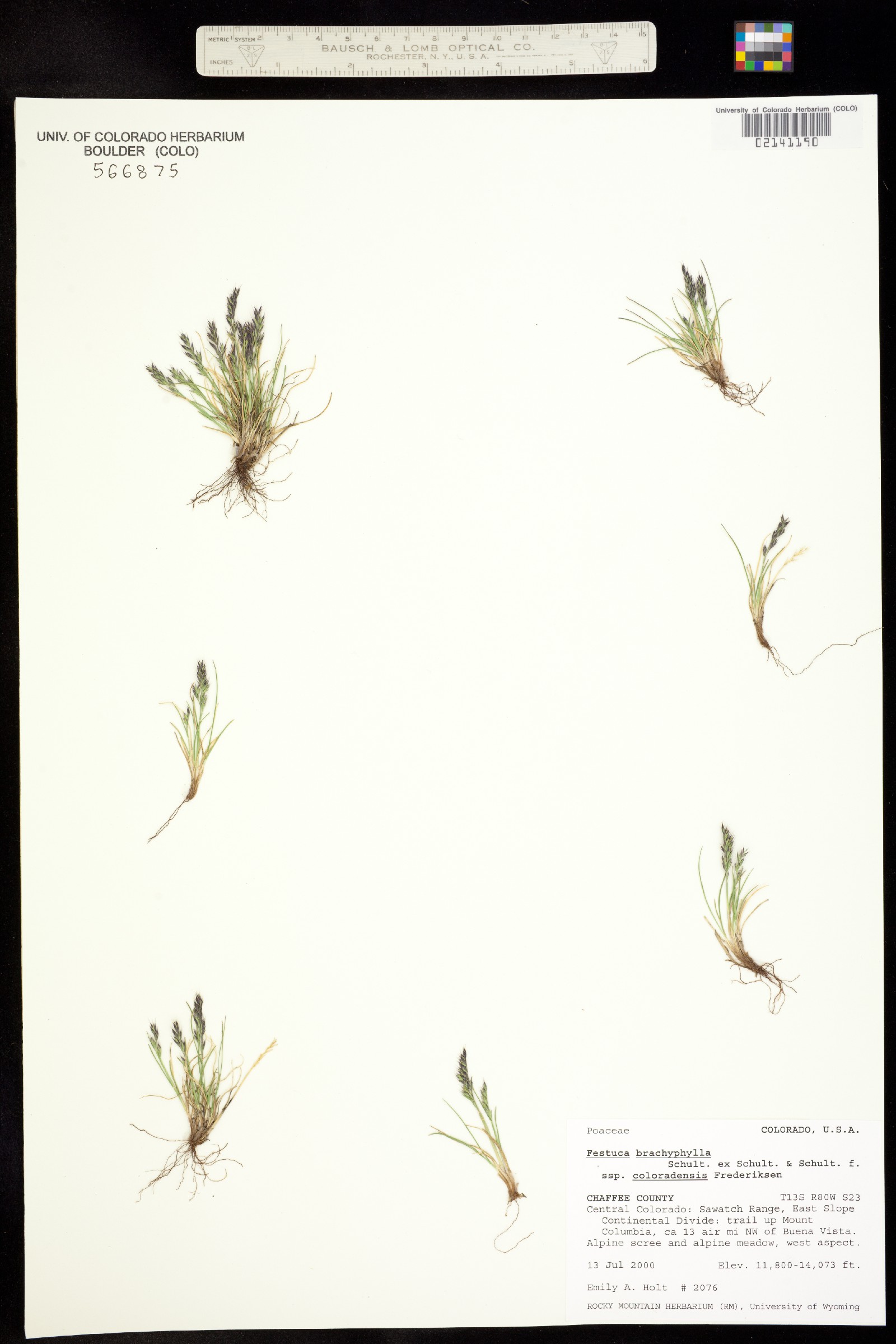 Festuca brachyphylla ssp. coloradensis image