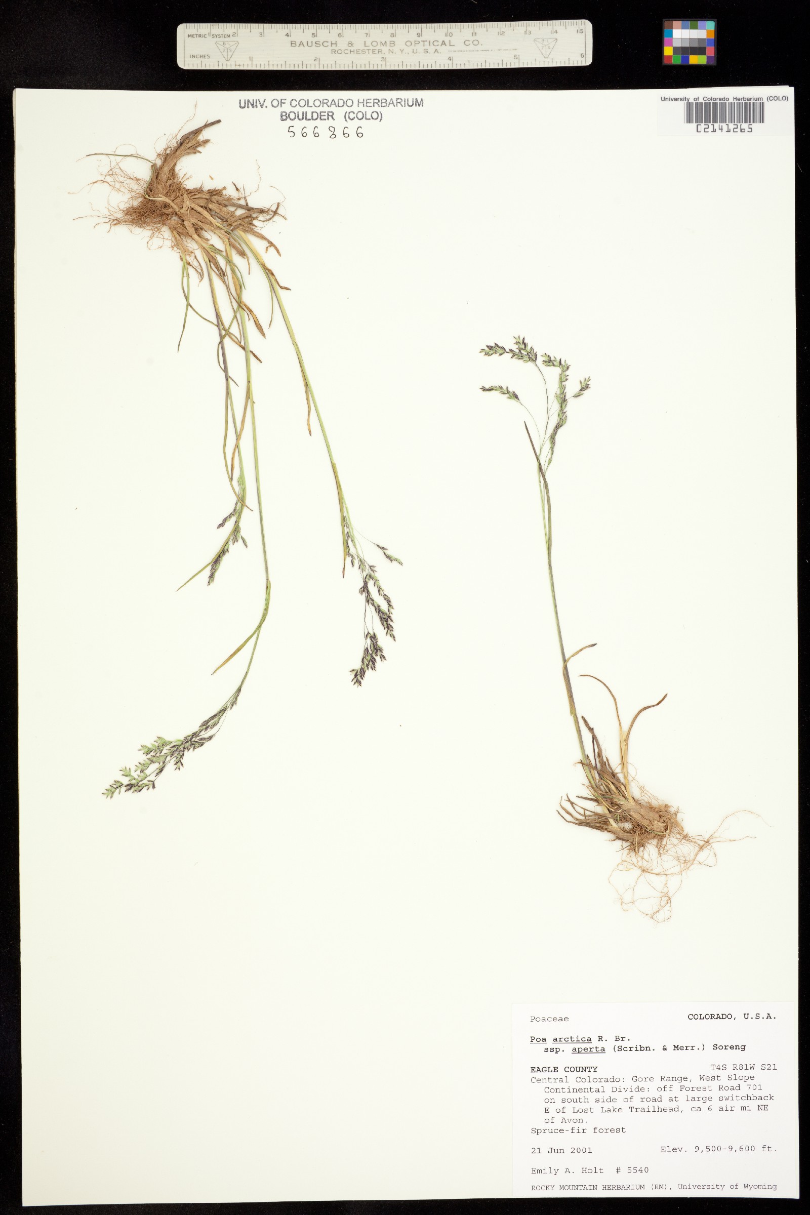 Poa arctica ssp. aperta image