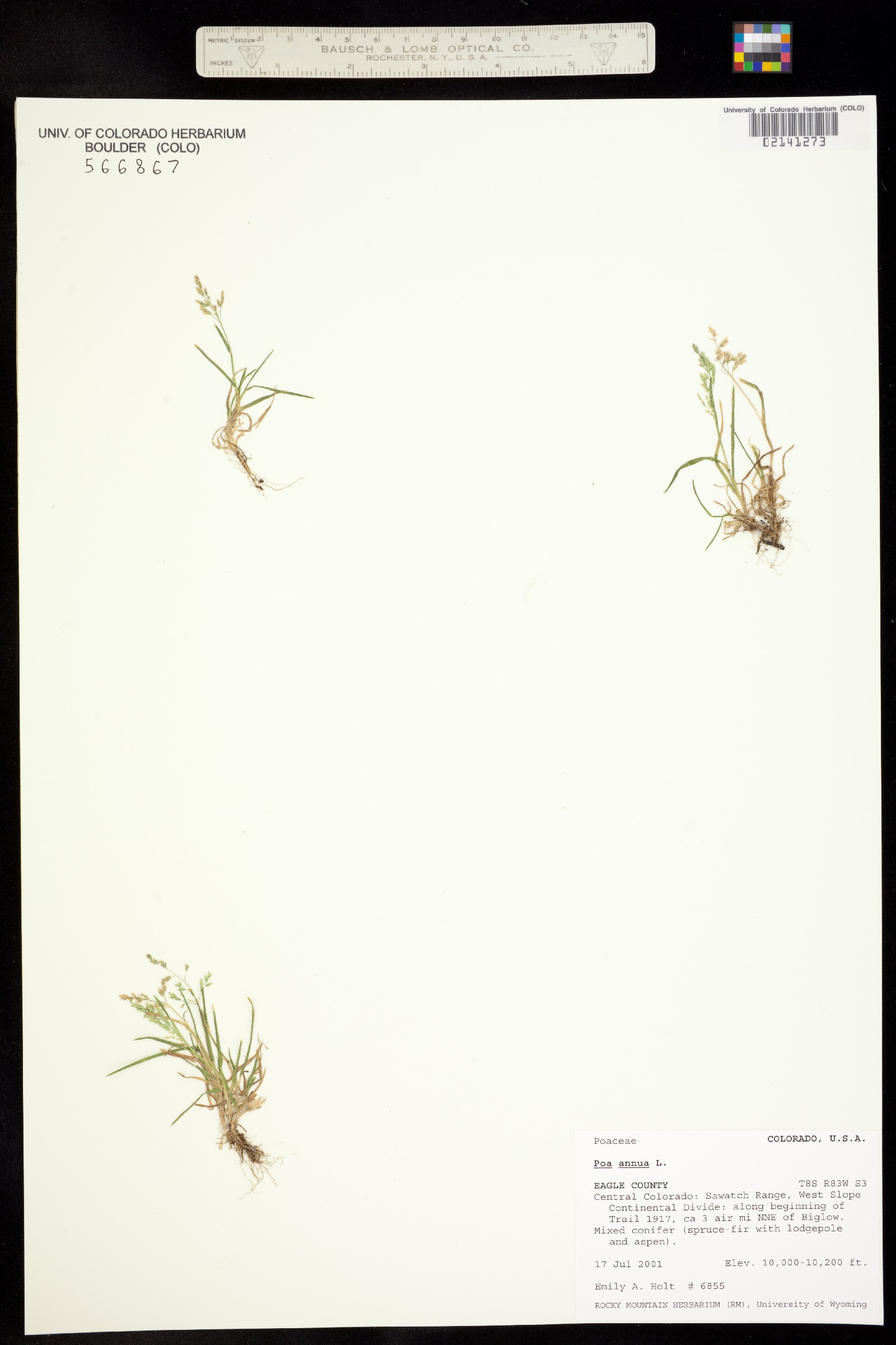 Poa annua image