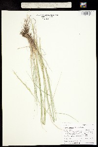 Pseudoroegneria spicata ssp. spicata image