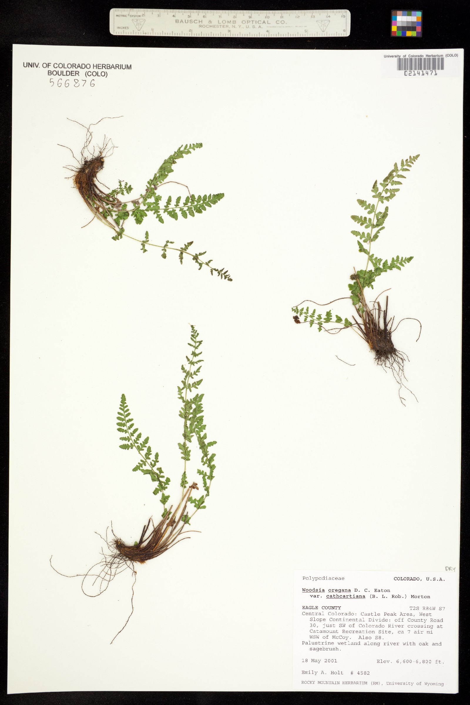 Woodsia oregana ssp. cathcartiana image