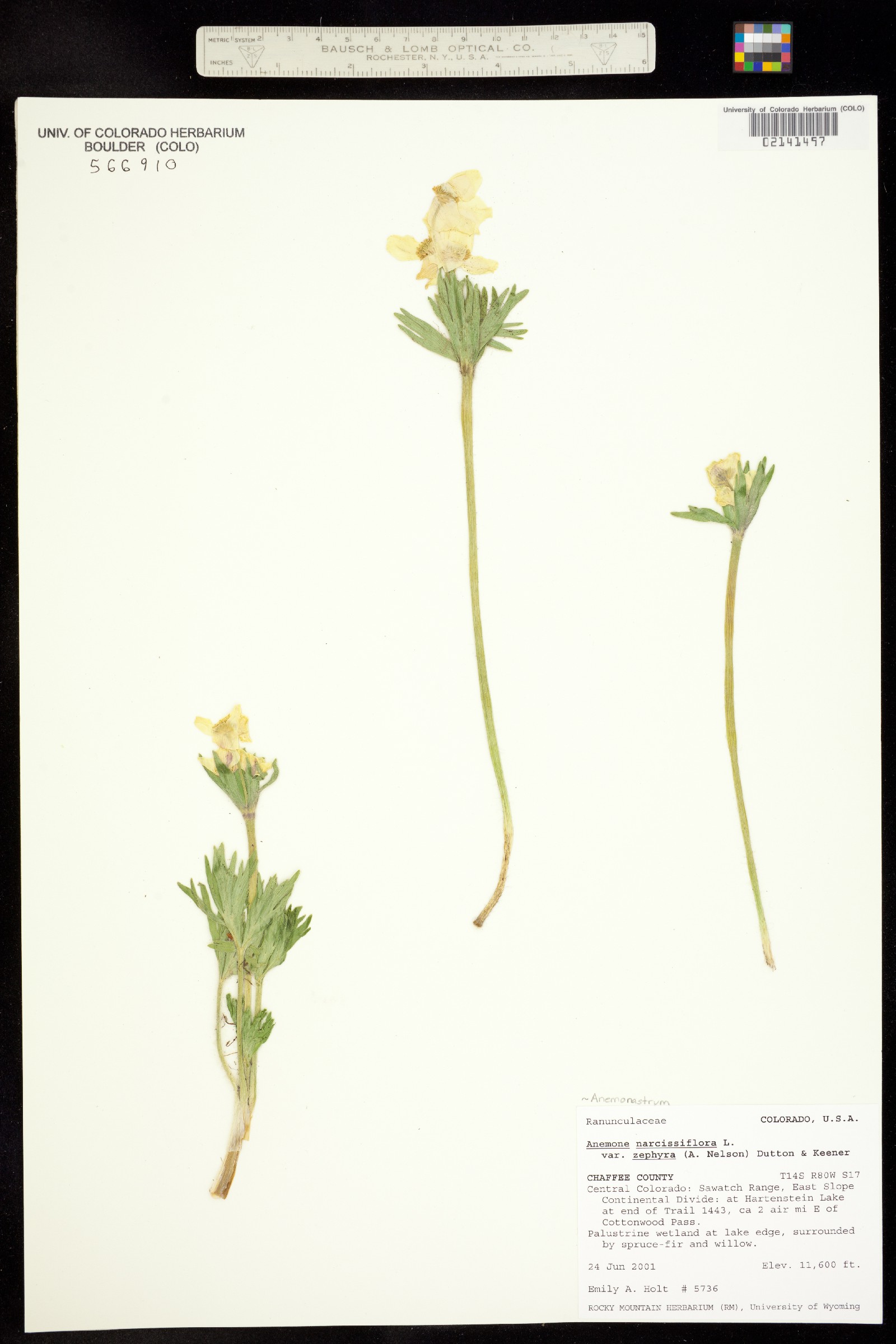 Anemone narcissiflora var. zephyra image