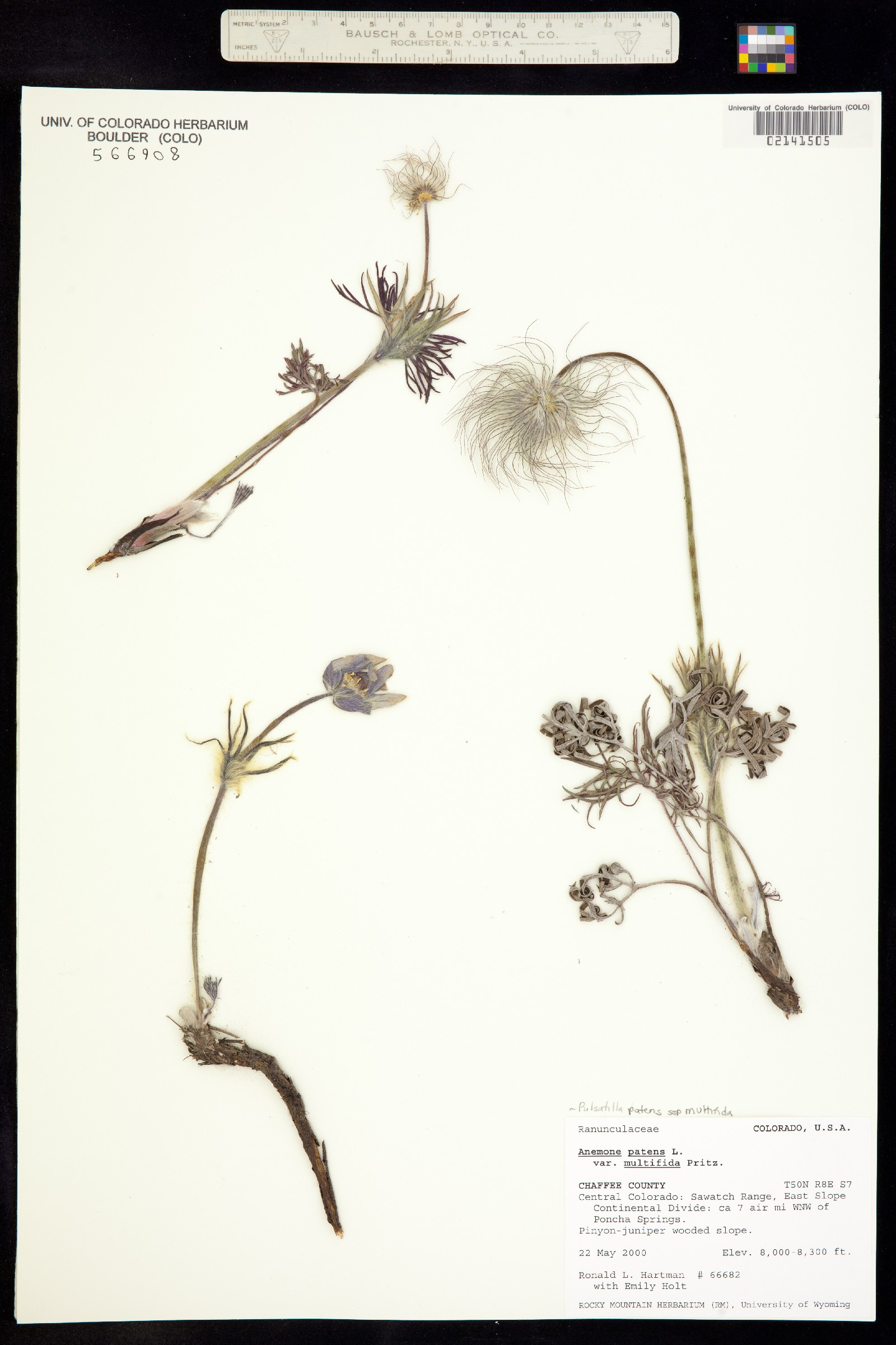 Anemone patens image