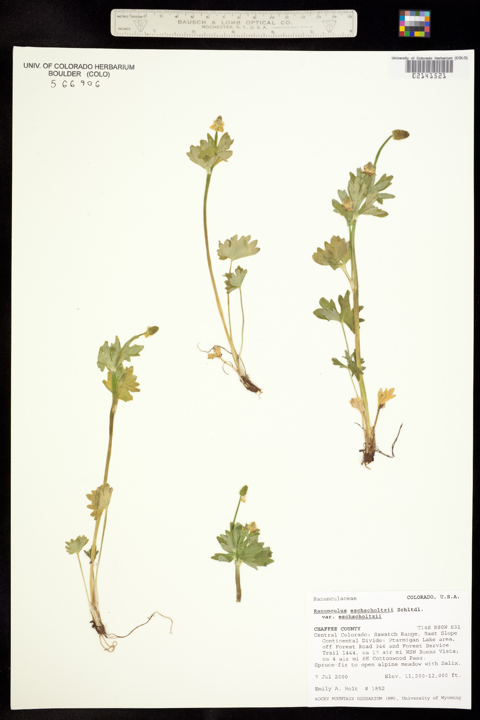 Ranunculus eschscholtzii var. eschscholtzii image