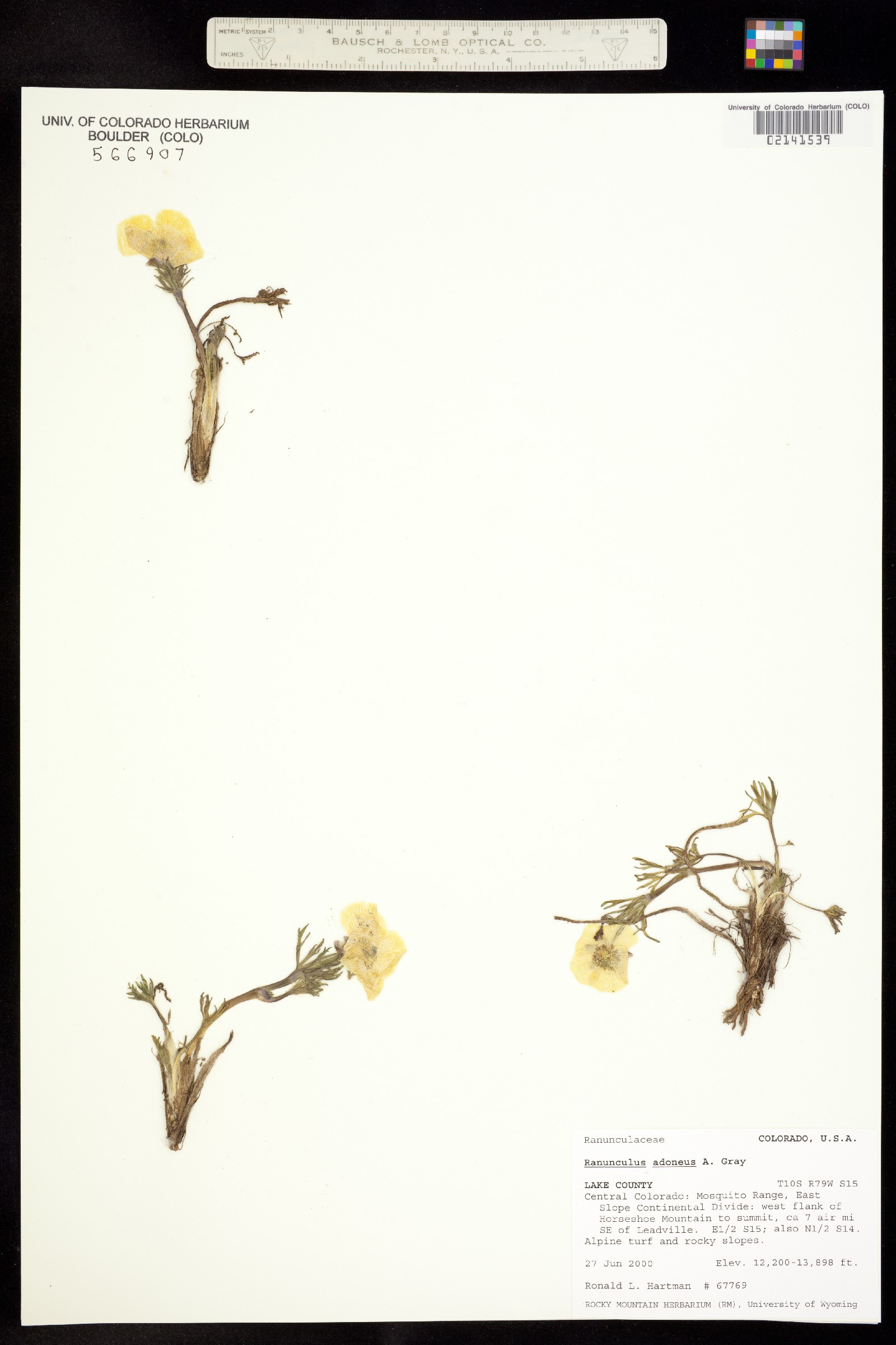 Ranunculus adoneus image