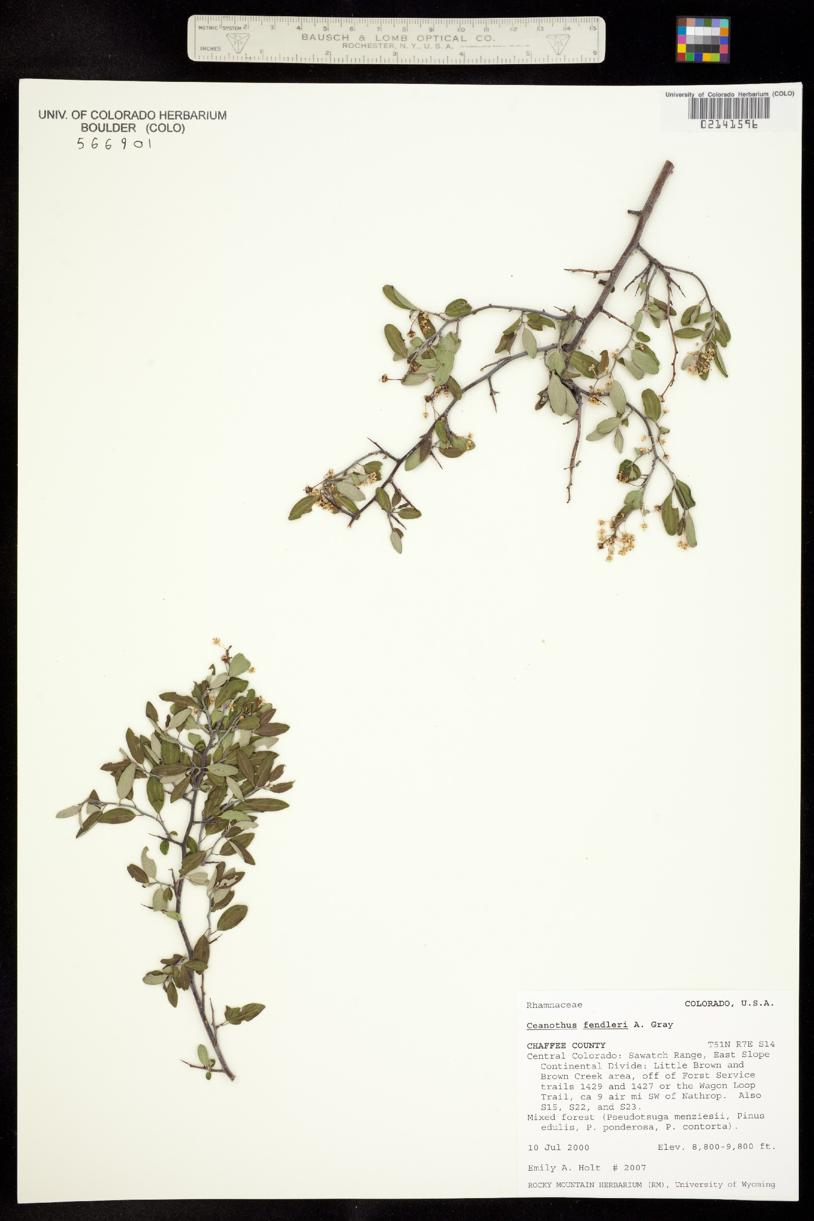 Ceanothus fendleri image