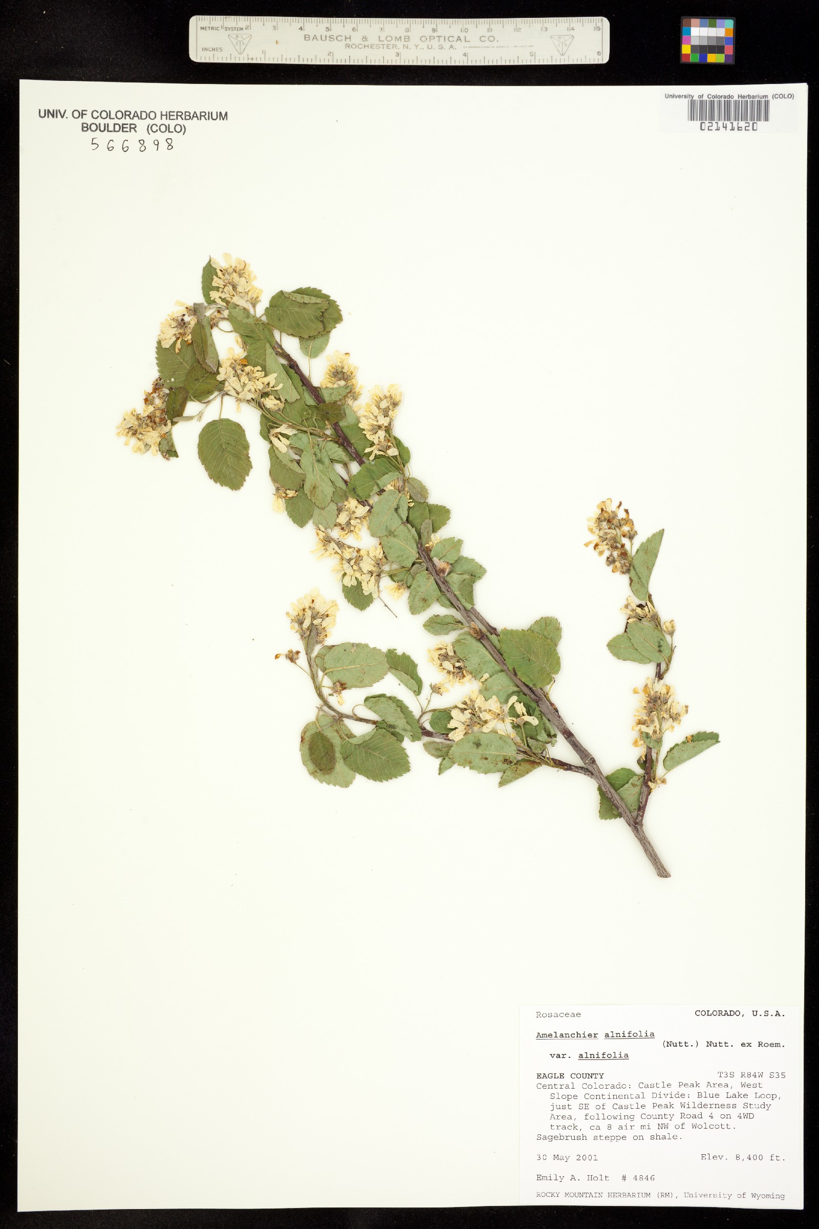 Amelanchier alnifolia var. alnifolia image