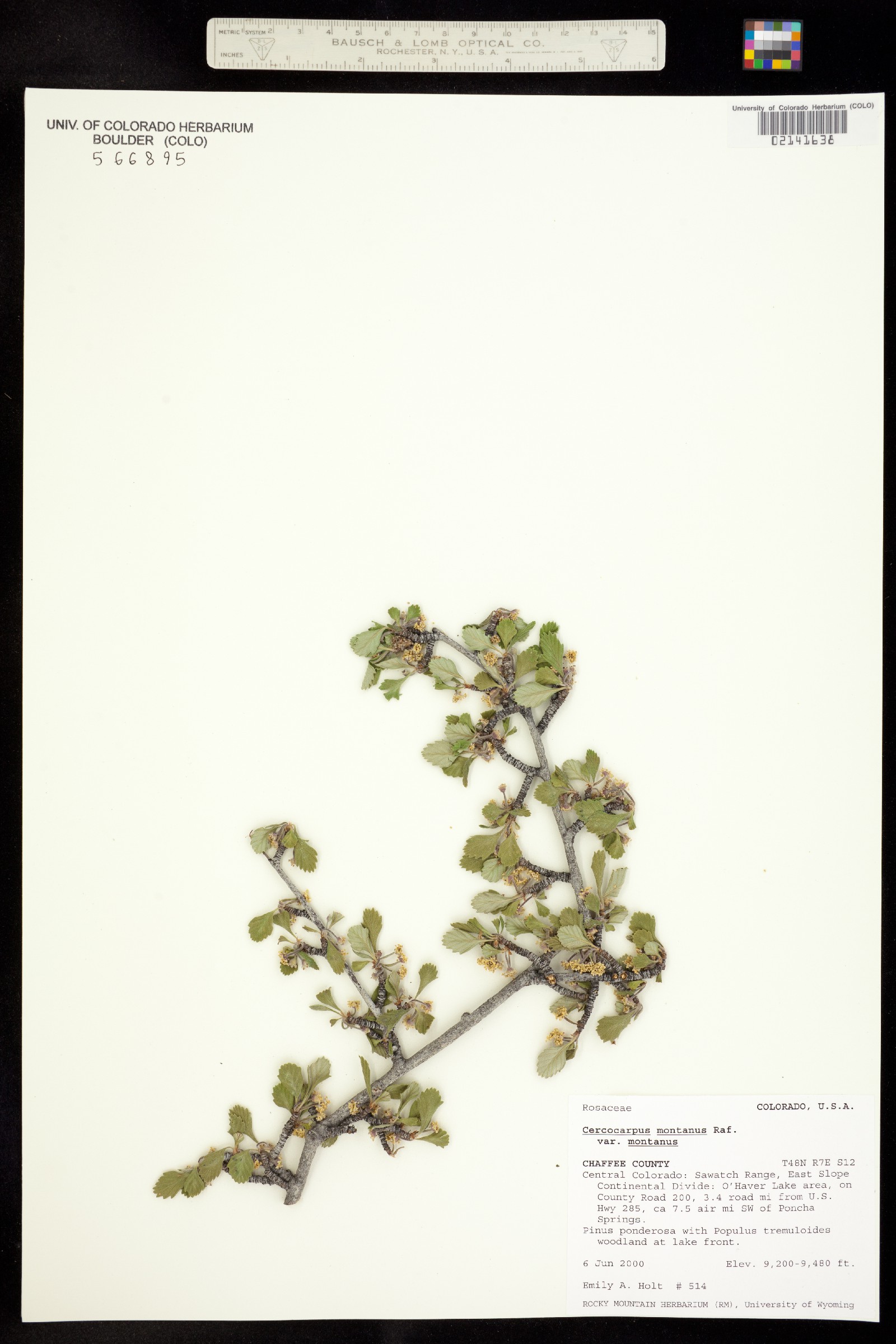 Cercocarpus montanus image