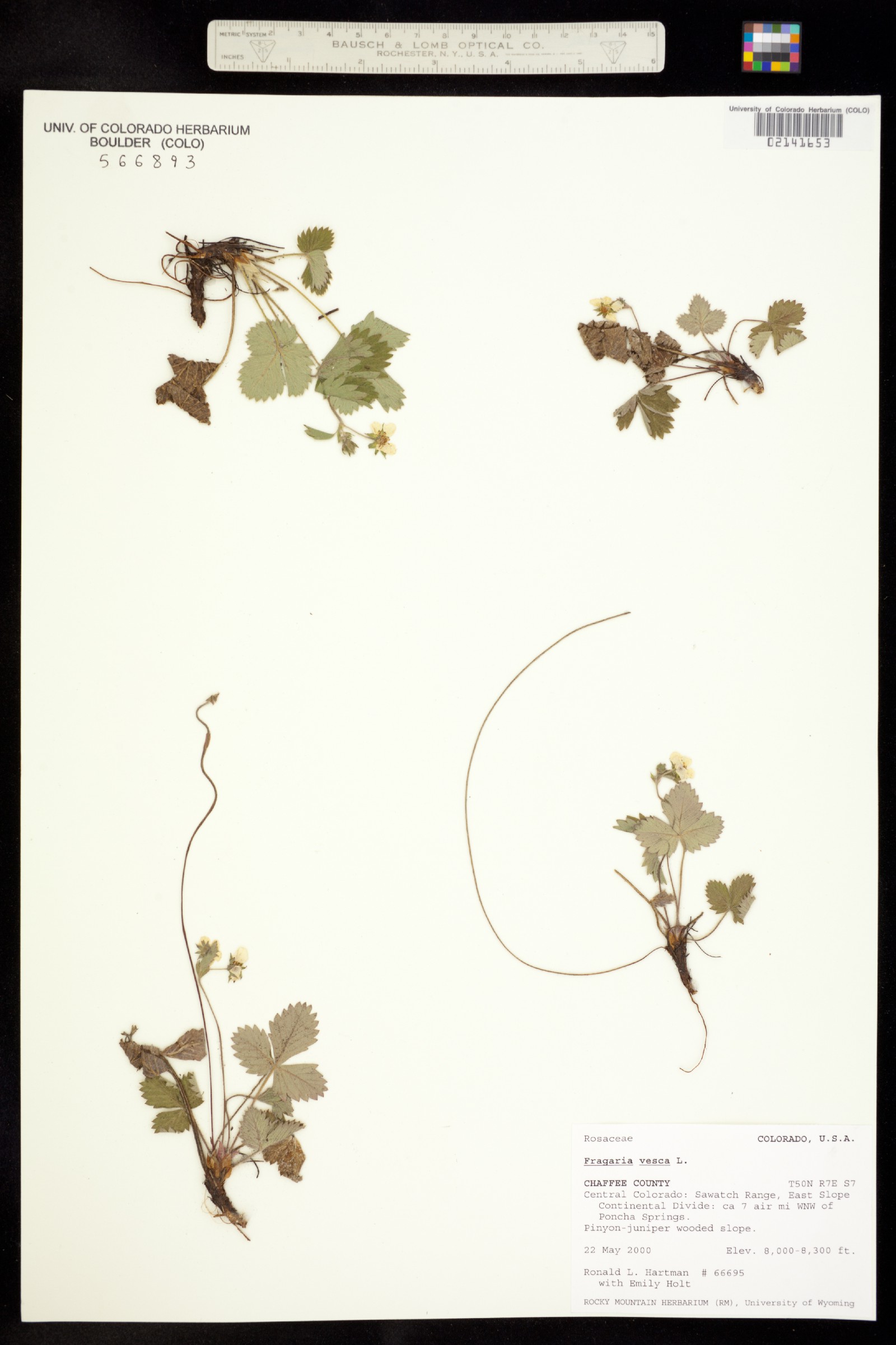 Fragaria vesca image