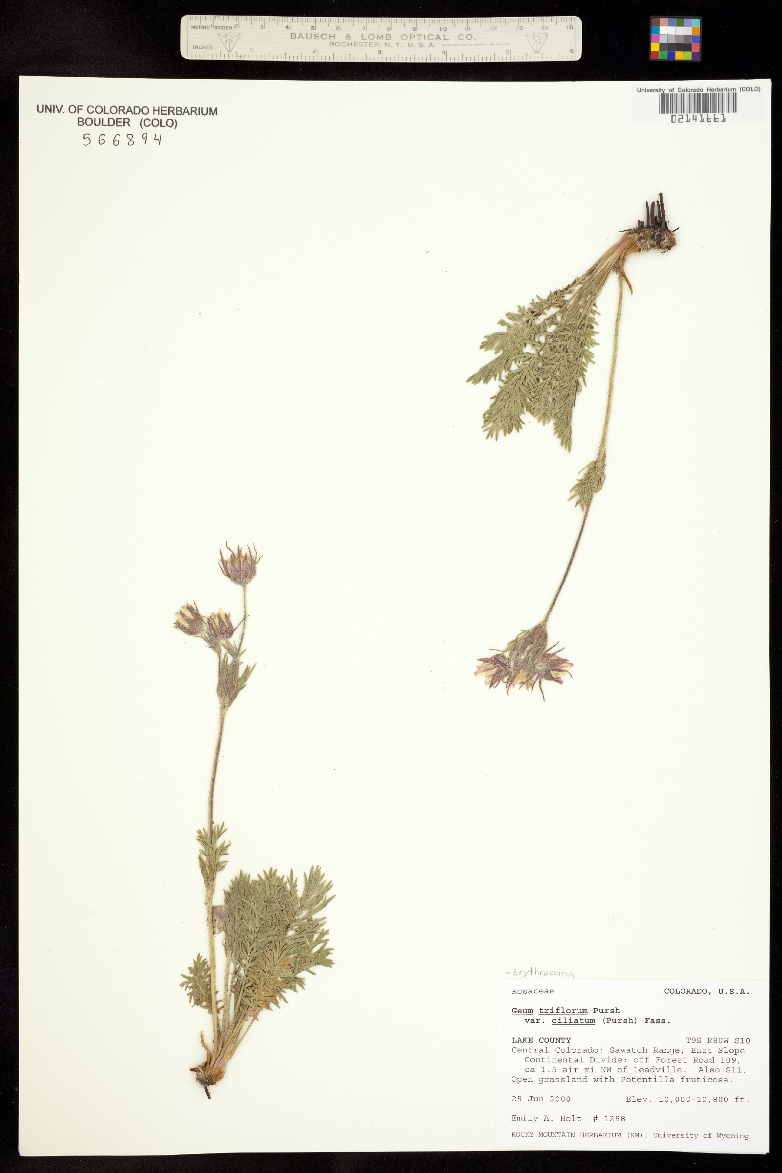 Geum triflorum image