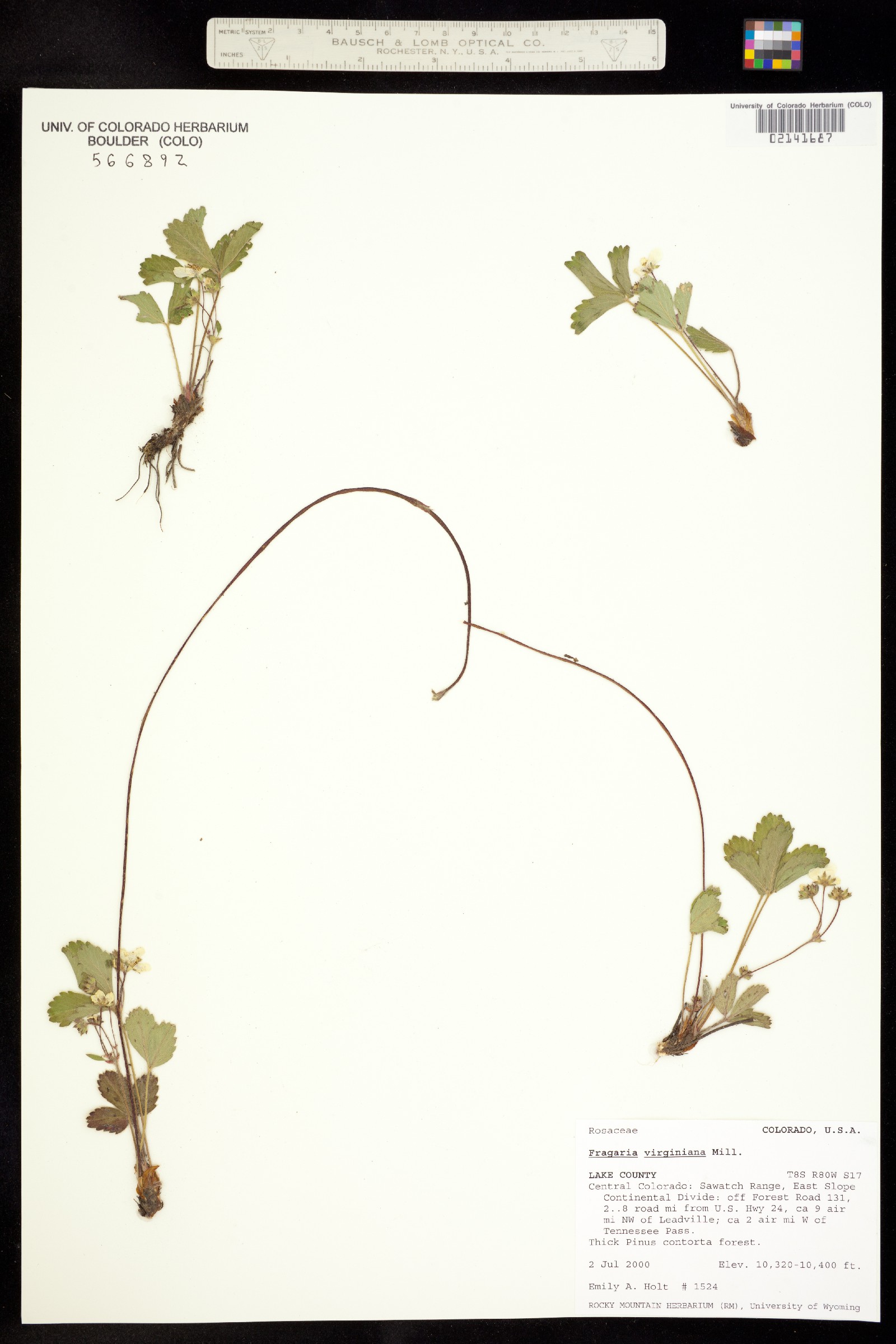 Fragaria virginiana image