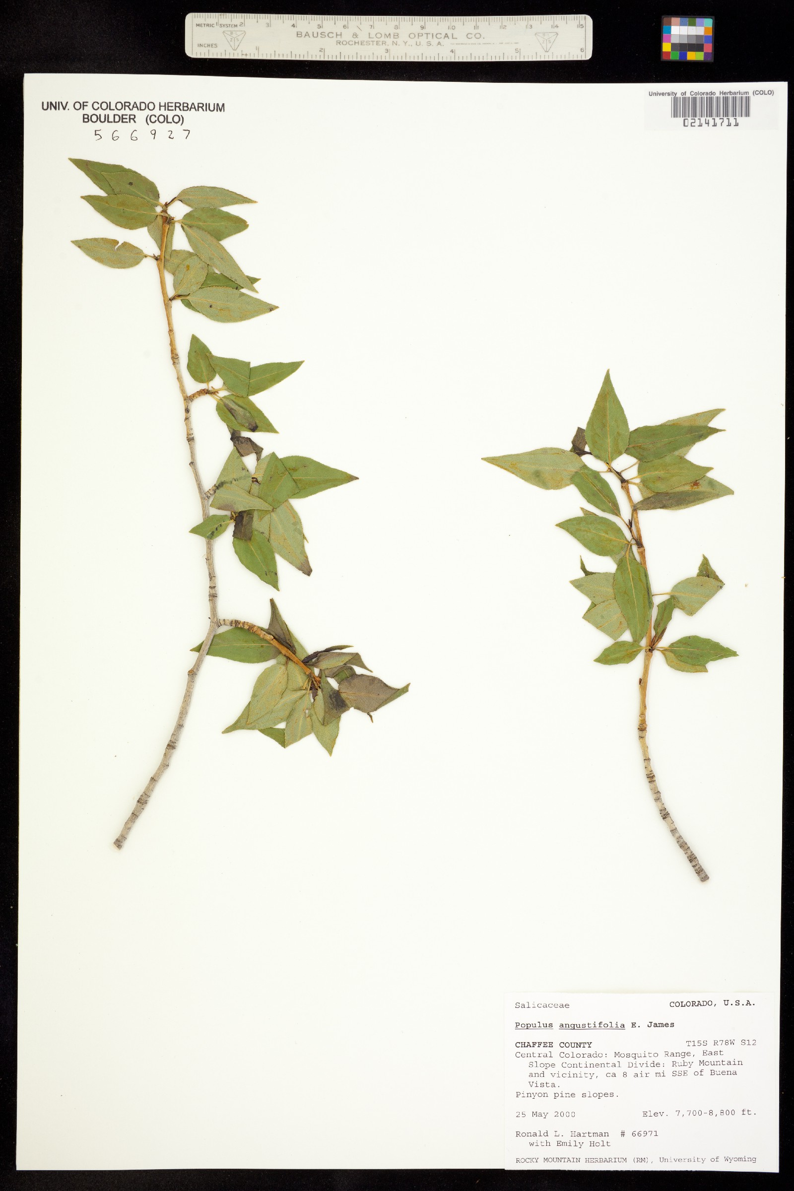 Populus angustifolia image