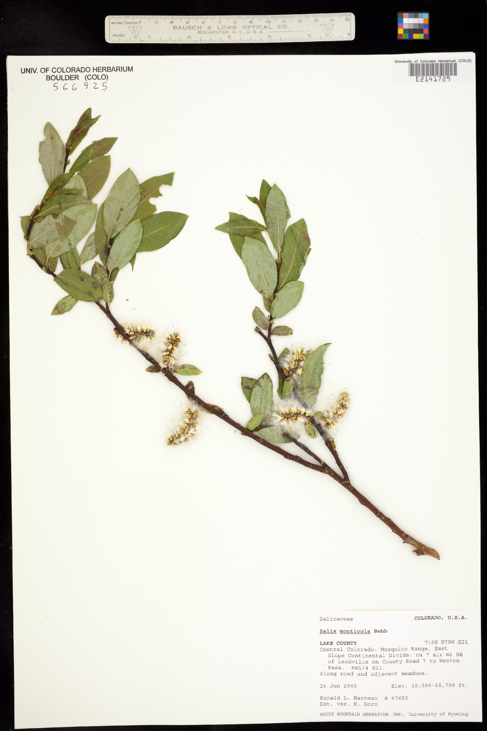 Salix monticola image