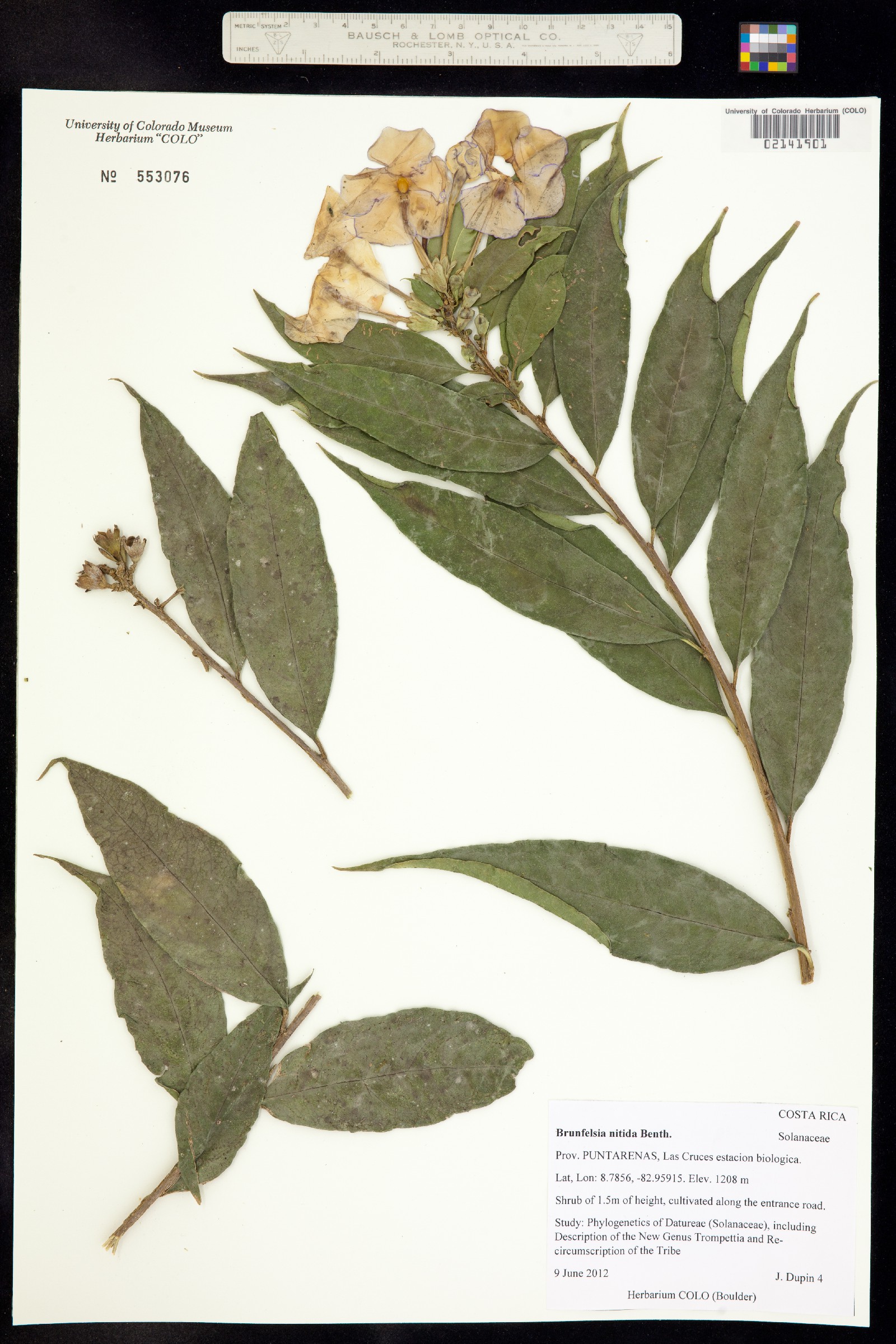 Brunfelsia image