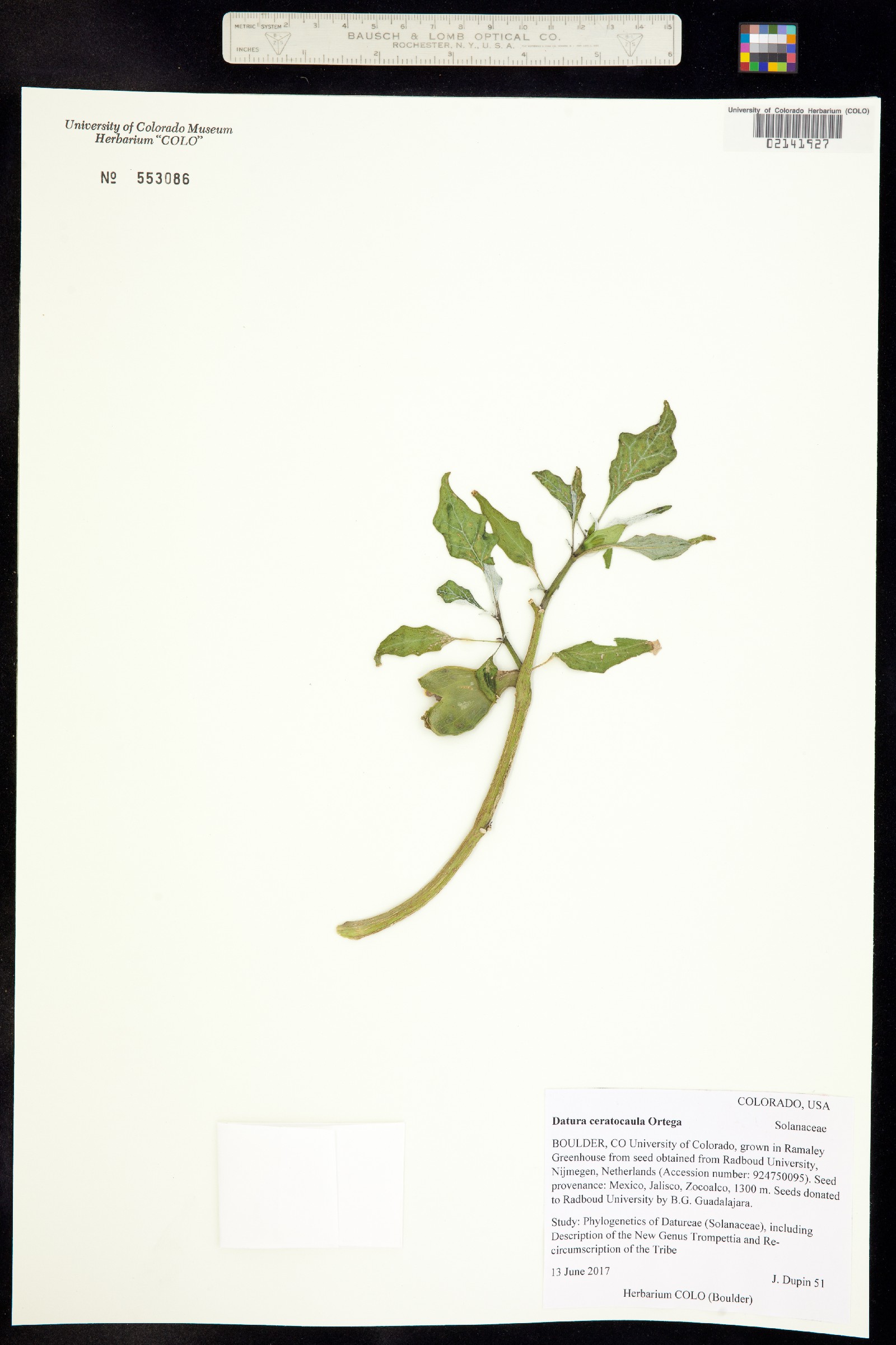 Datura ceratocaula image