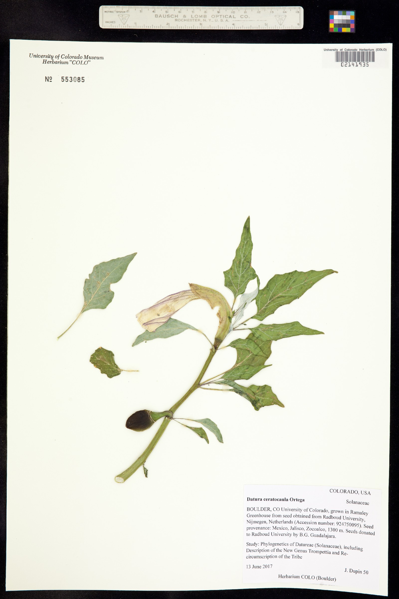 Datura ceratocaula image