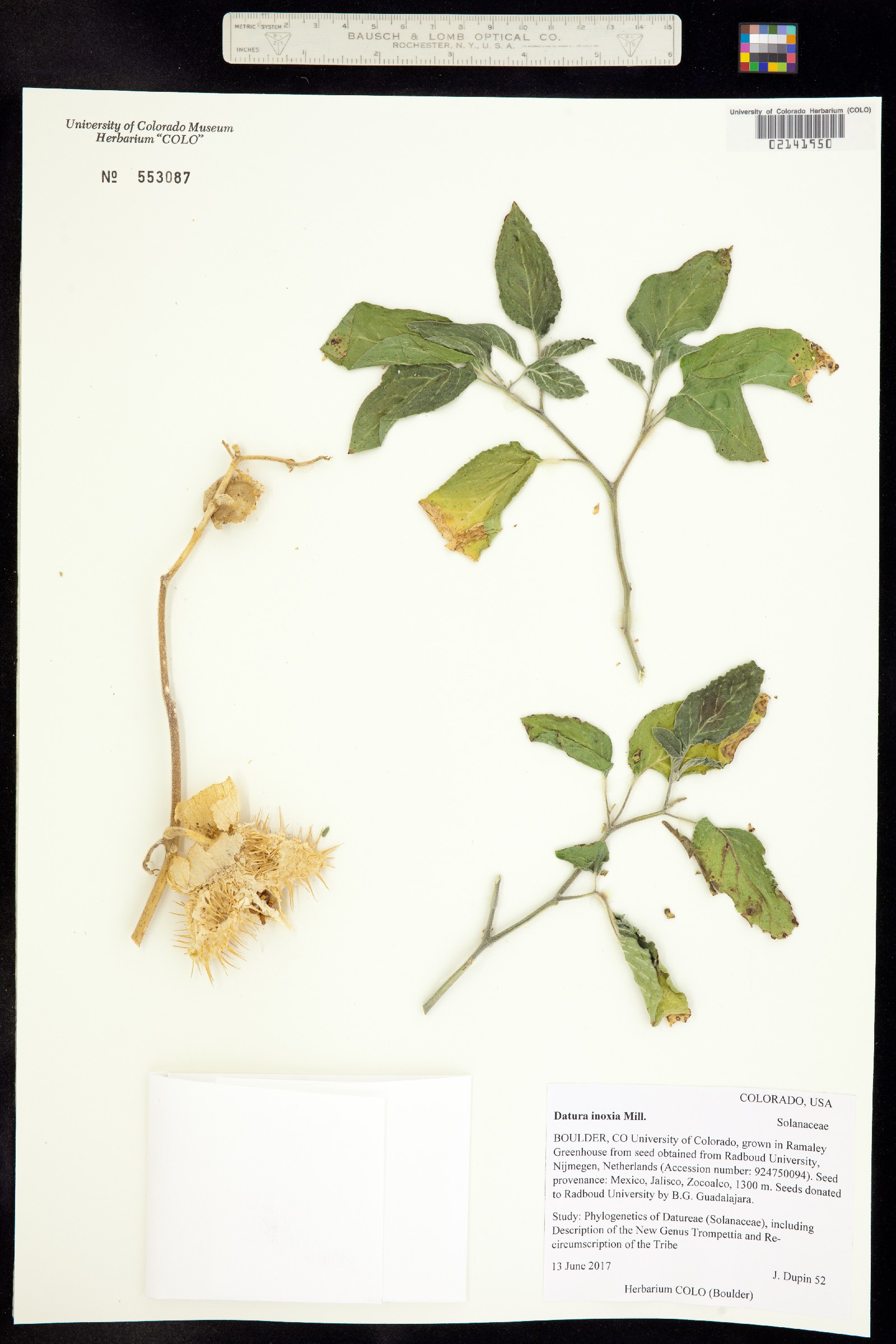 Datura inoxia image