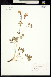 Image of Aquilegia canadensis