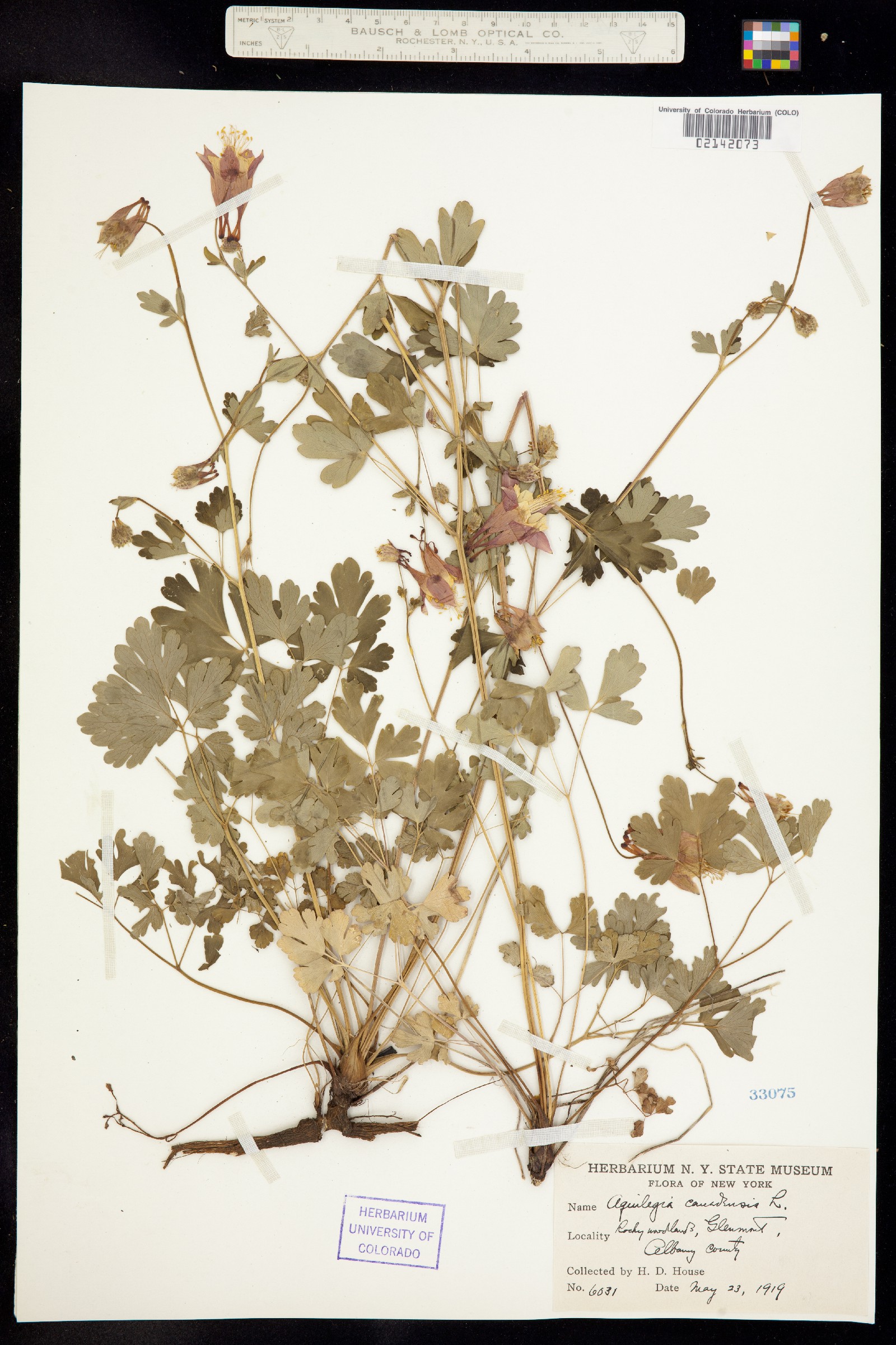 Aquilegia canadensis image