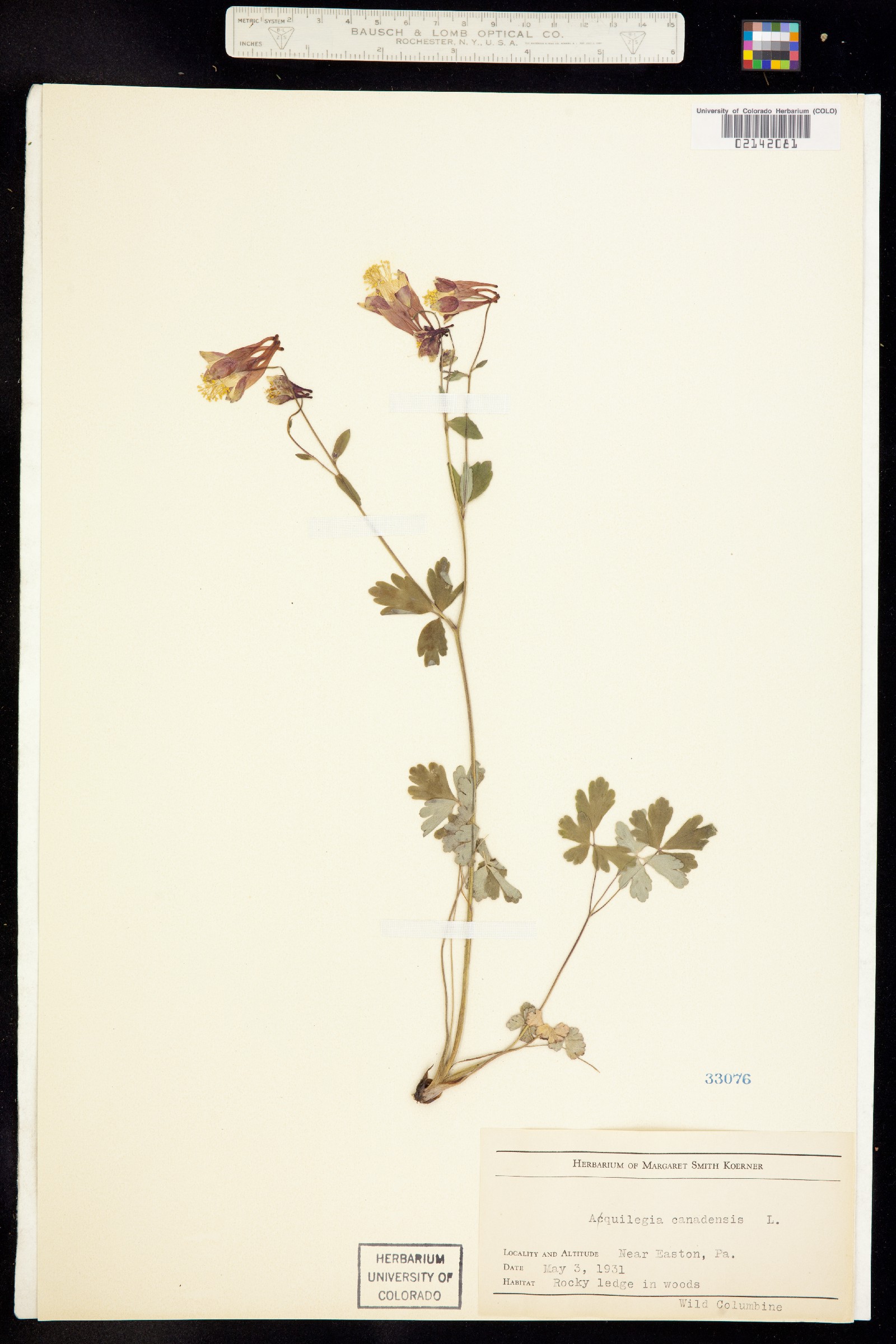 Aquilegia canadensis image