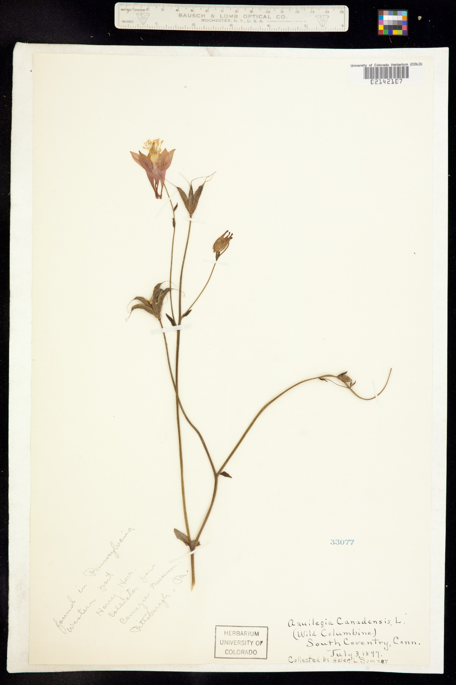 Aquilegia canadensis image