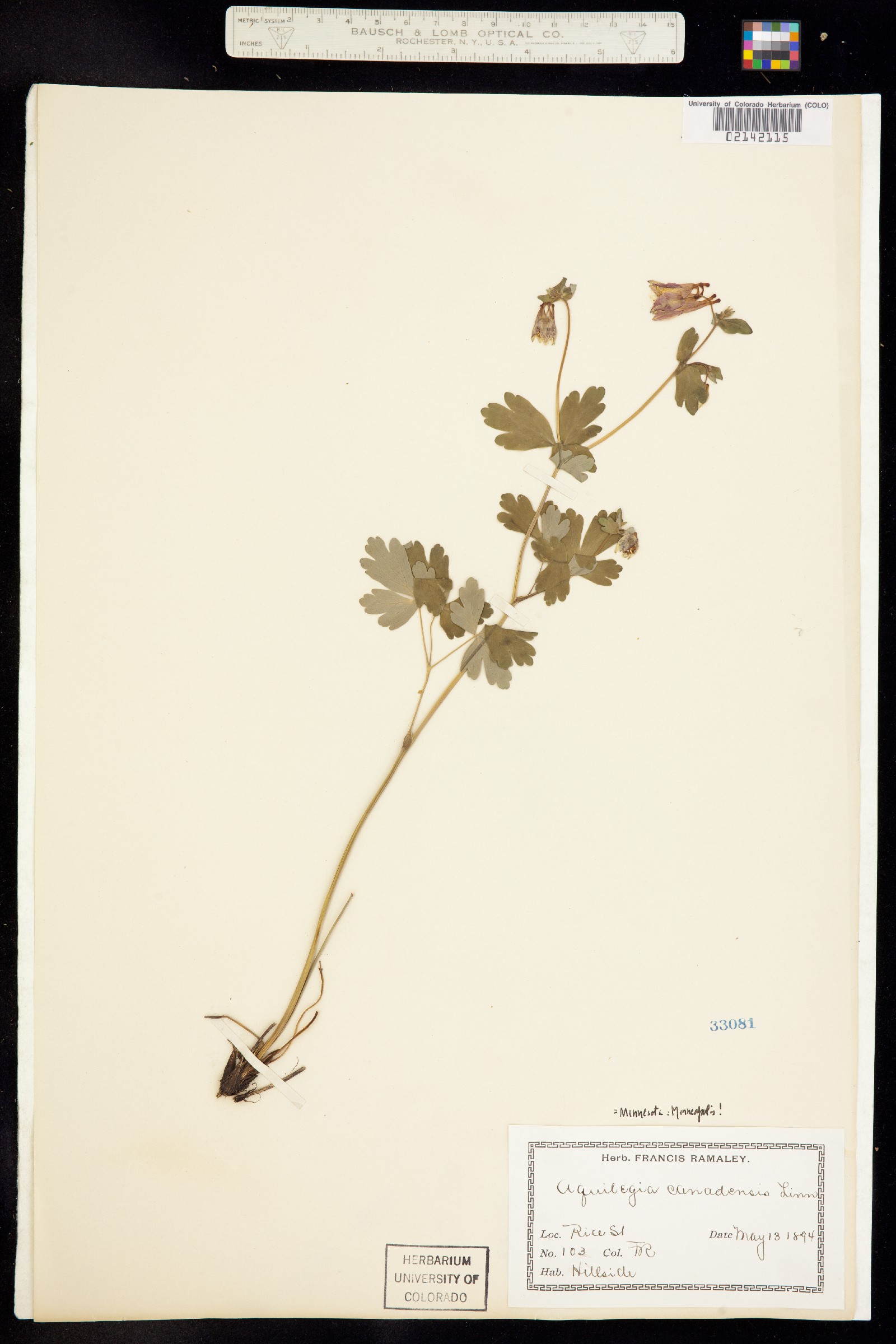 Aquilegia canadensis image