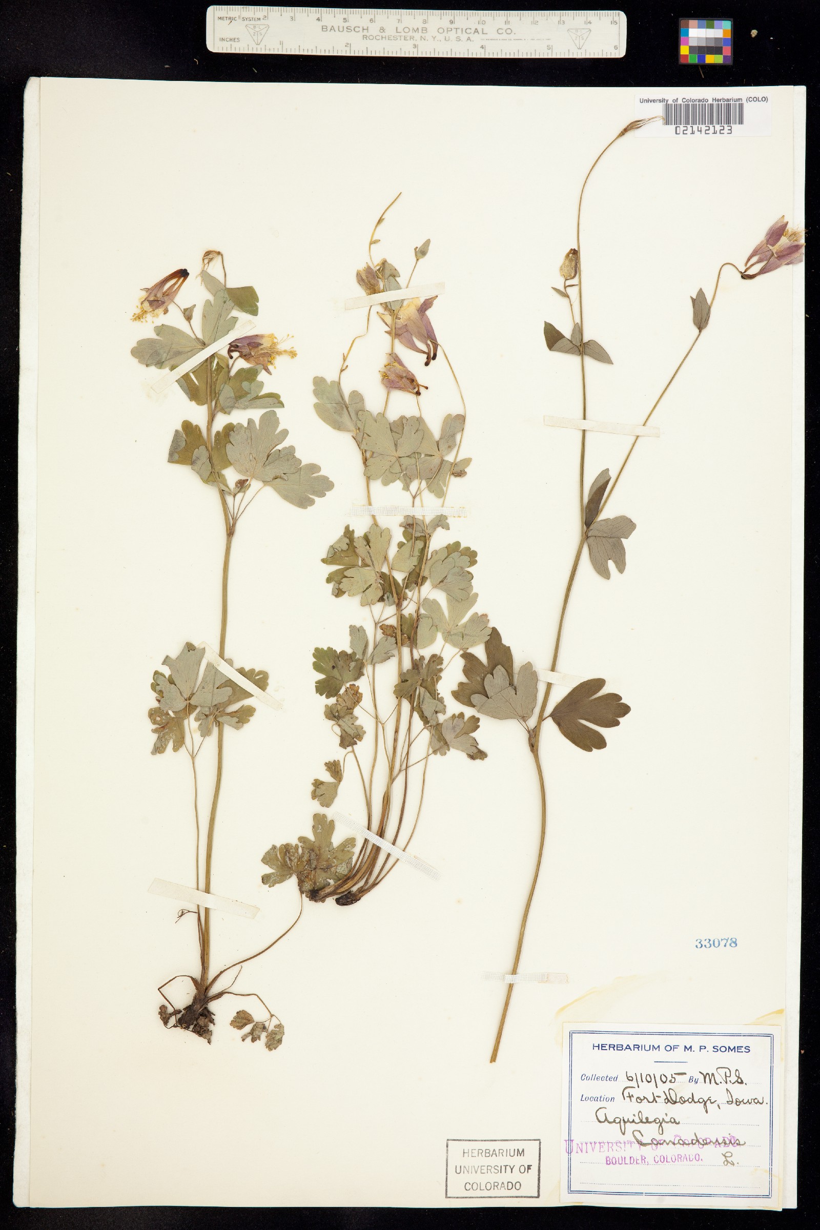 Aquilegia canadensis image