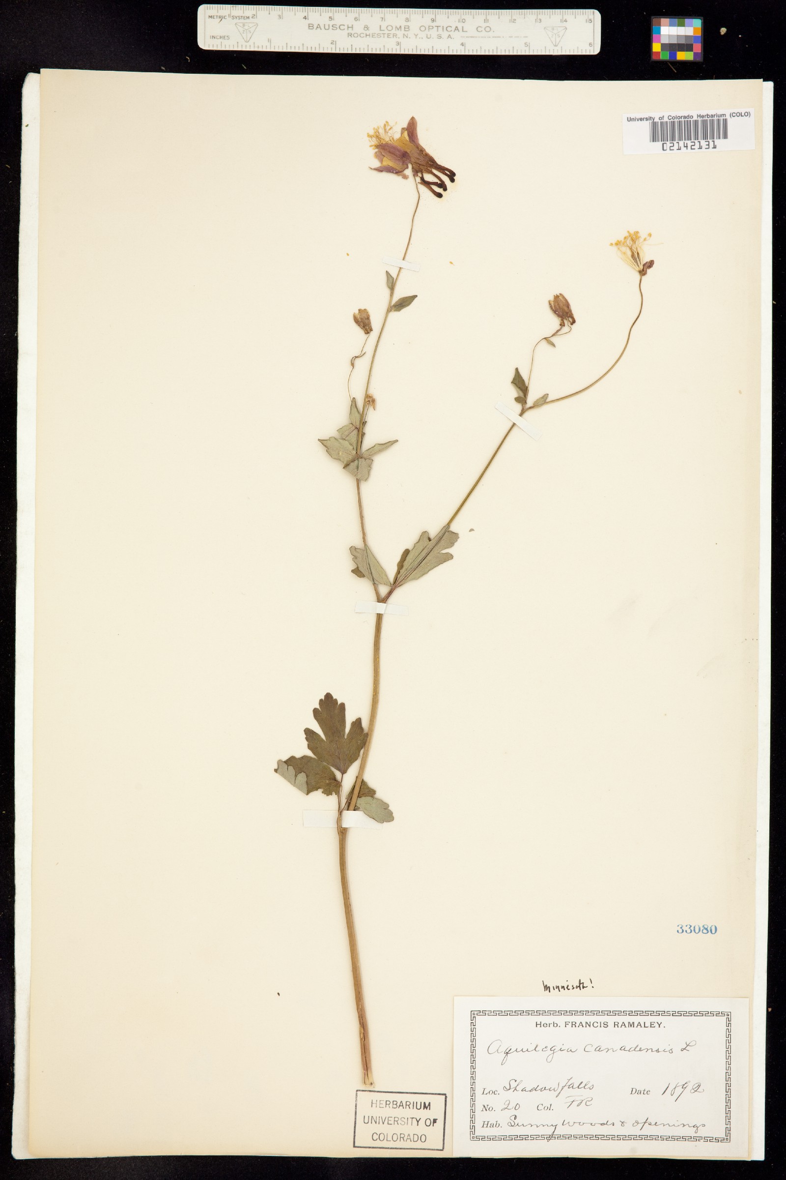 Aquilegia canadensis image