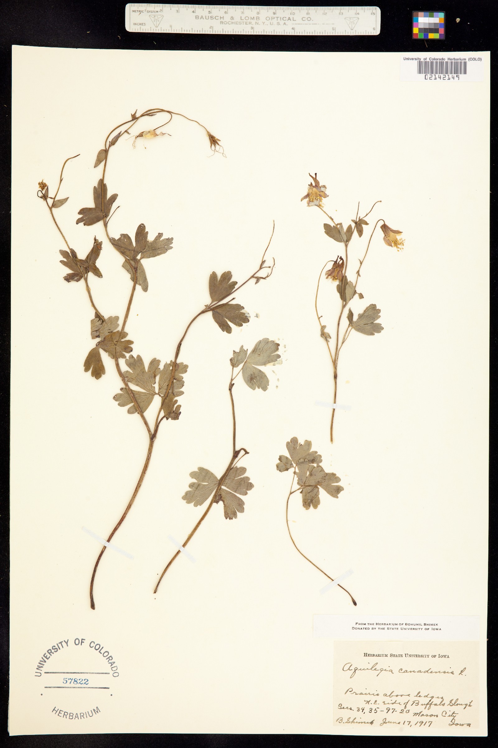 Aquilegia canadensis image