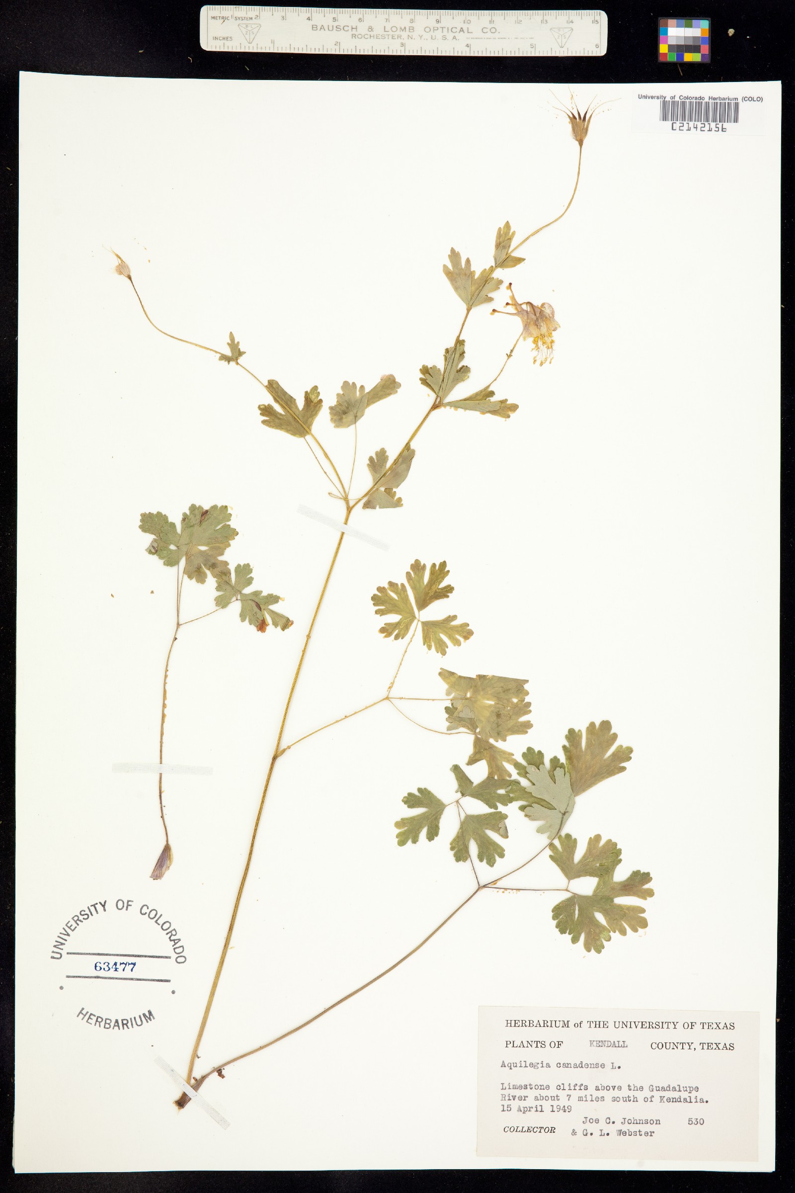 Aquilegia canadensis image