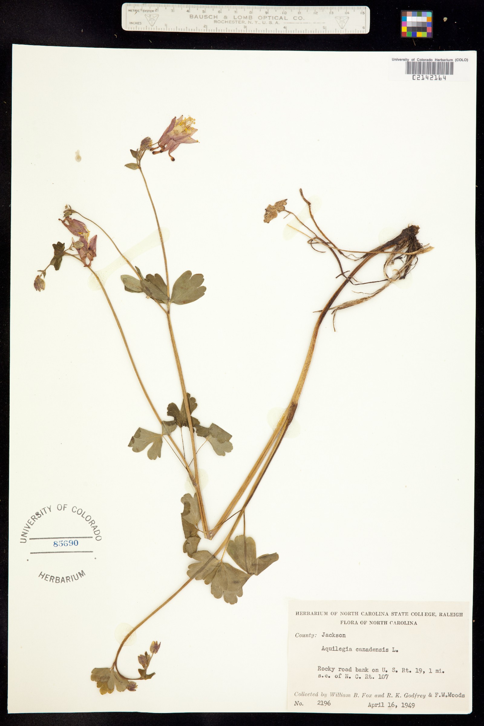 Aquilegia canadensis image