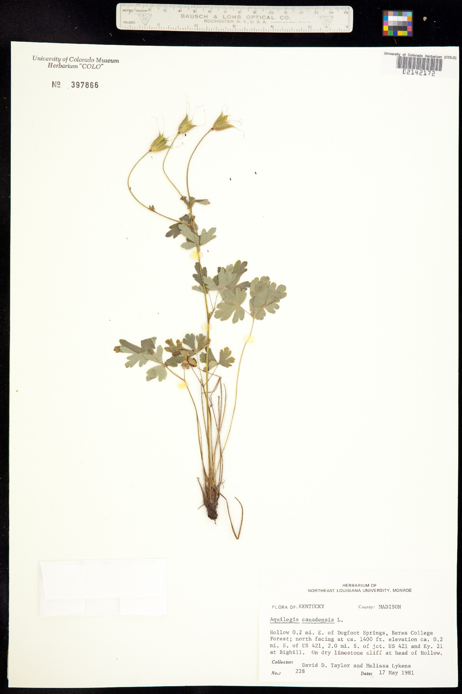 Aquilegia canadensis image